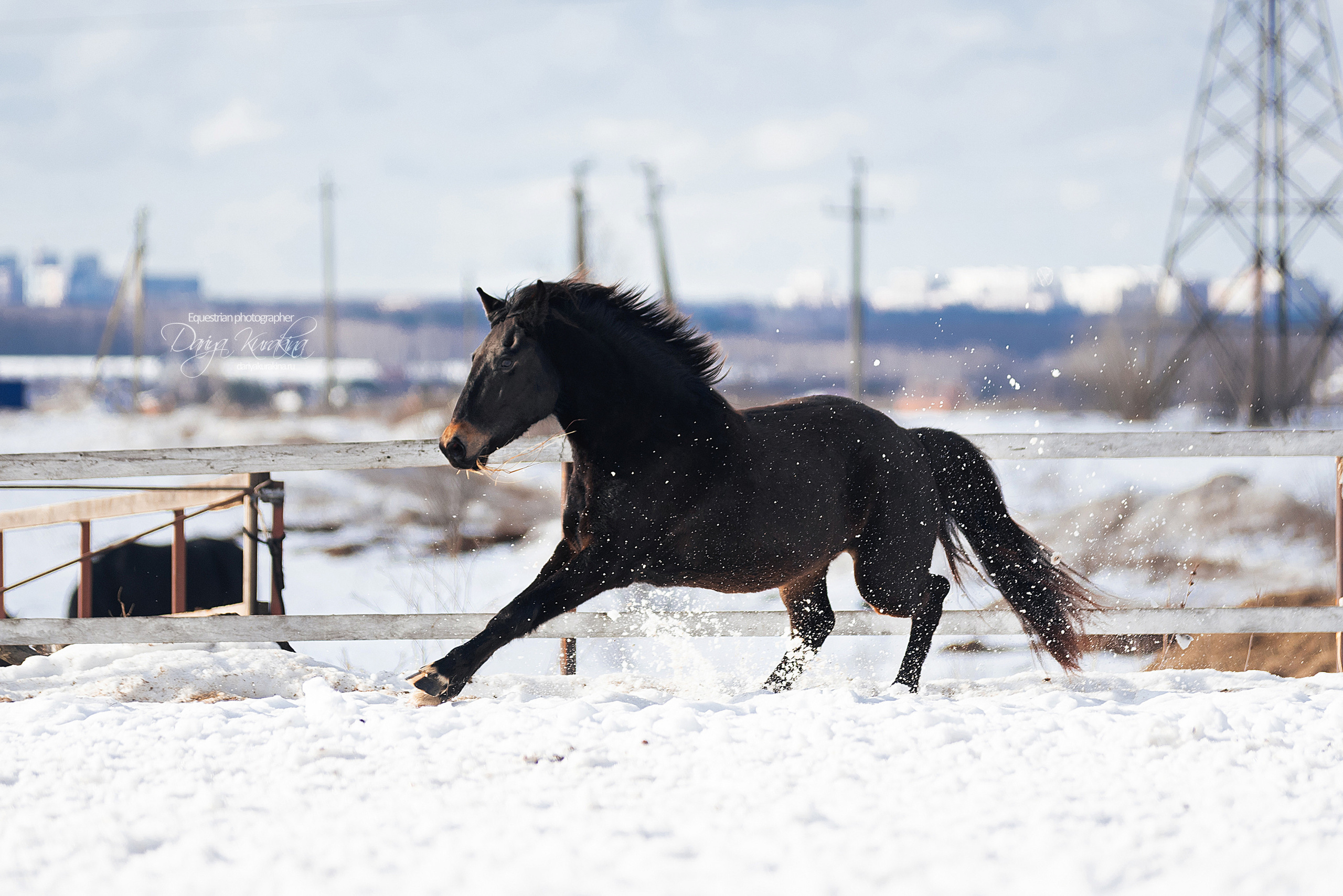 Кроули. Конный фотограф Куракина Дарья • Фотосессии с лошадьми