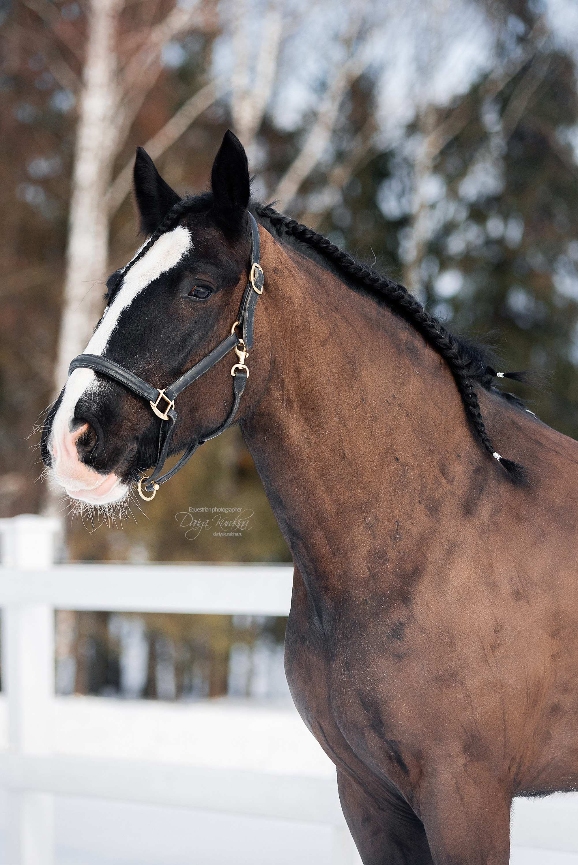 Лафарейдо. Конный фотограф Куракина Дарья • Фотосессии с лошадьми