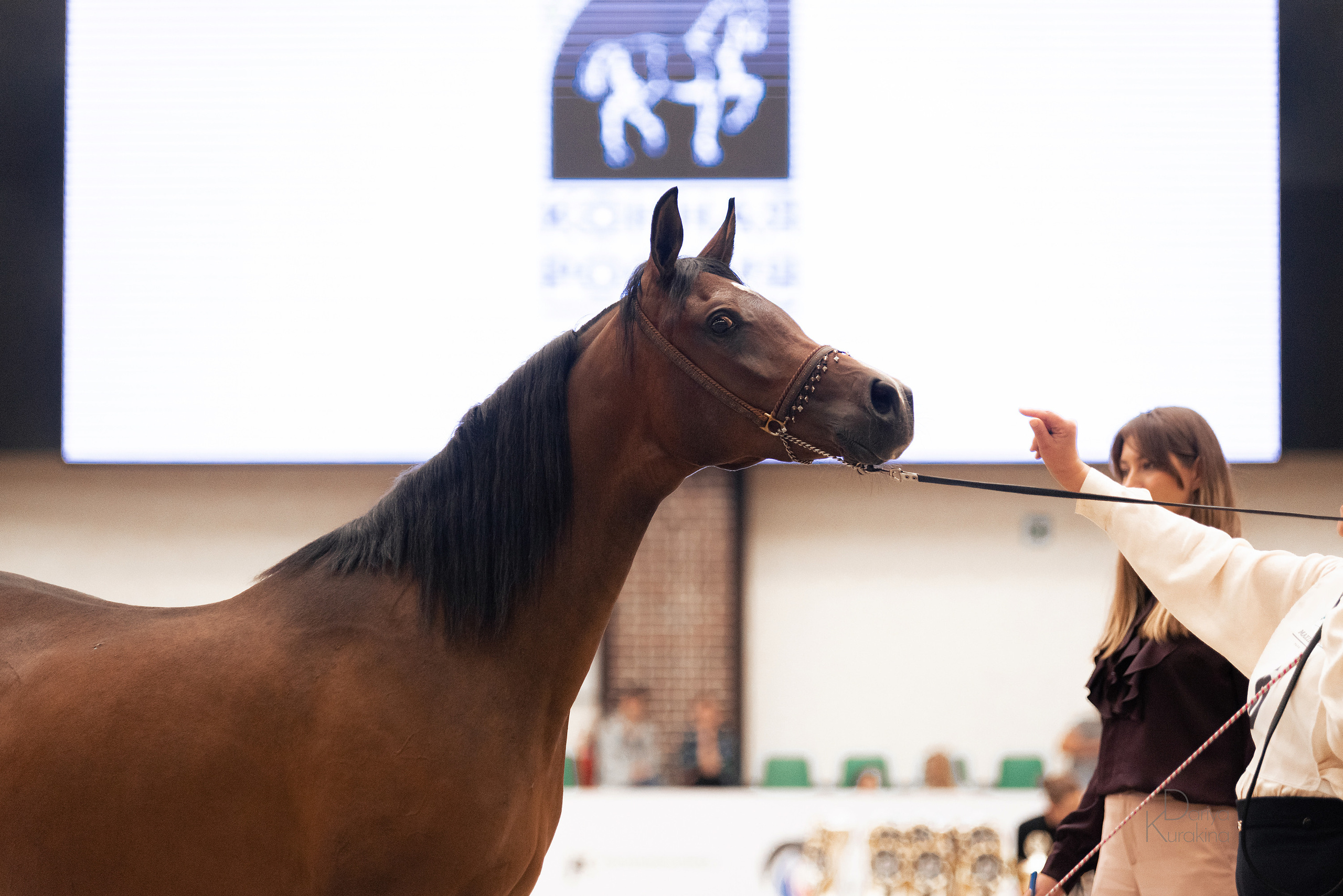 Конная Россия 2021. Конный фотограф Куракина Дарья • Фотосессии с лошадьми