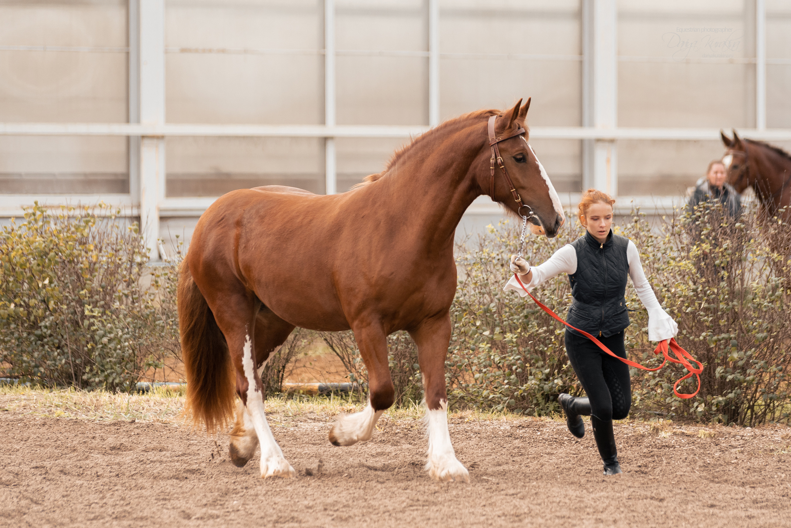 Богдарня. Конный фотограф Куракина Дарья • Фотосессии с лошадьми
