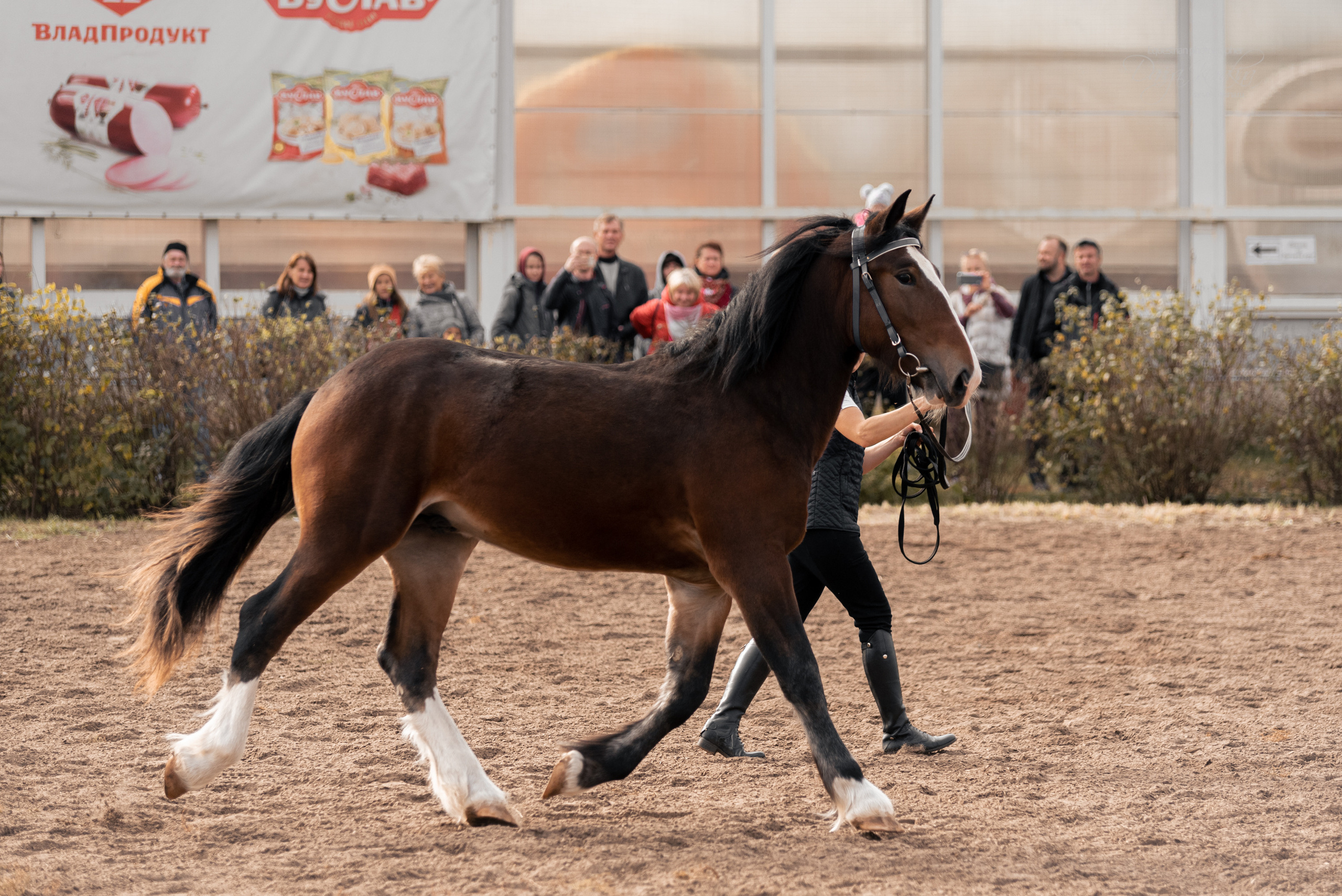 Богдарня. Конный фотограф Куракина Дарья • Фотосессии с лошадьми
