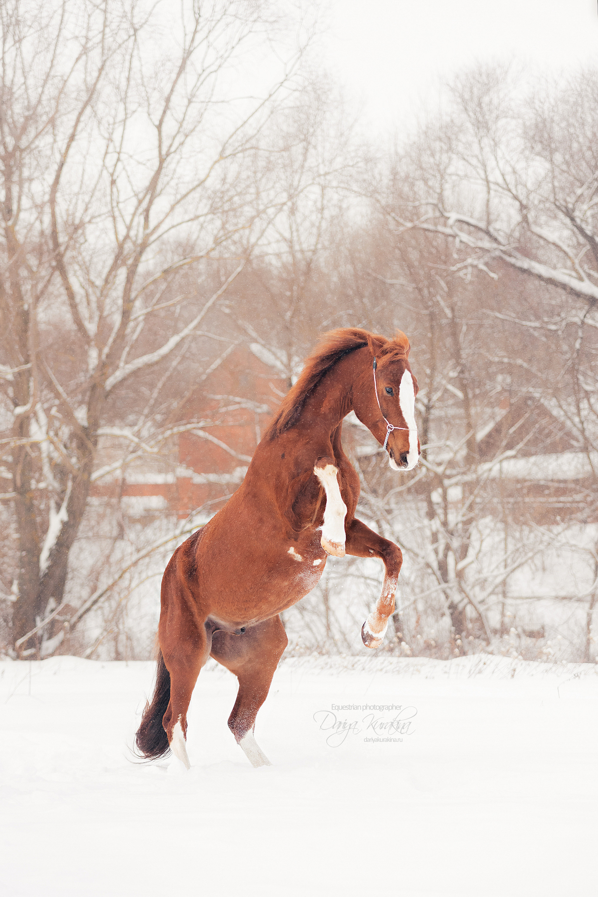 Атос. Конный фотограф Куракина Дарья • Фотосессии с лошадьми