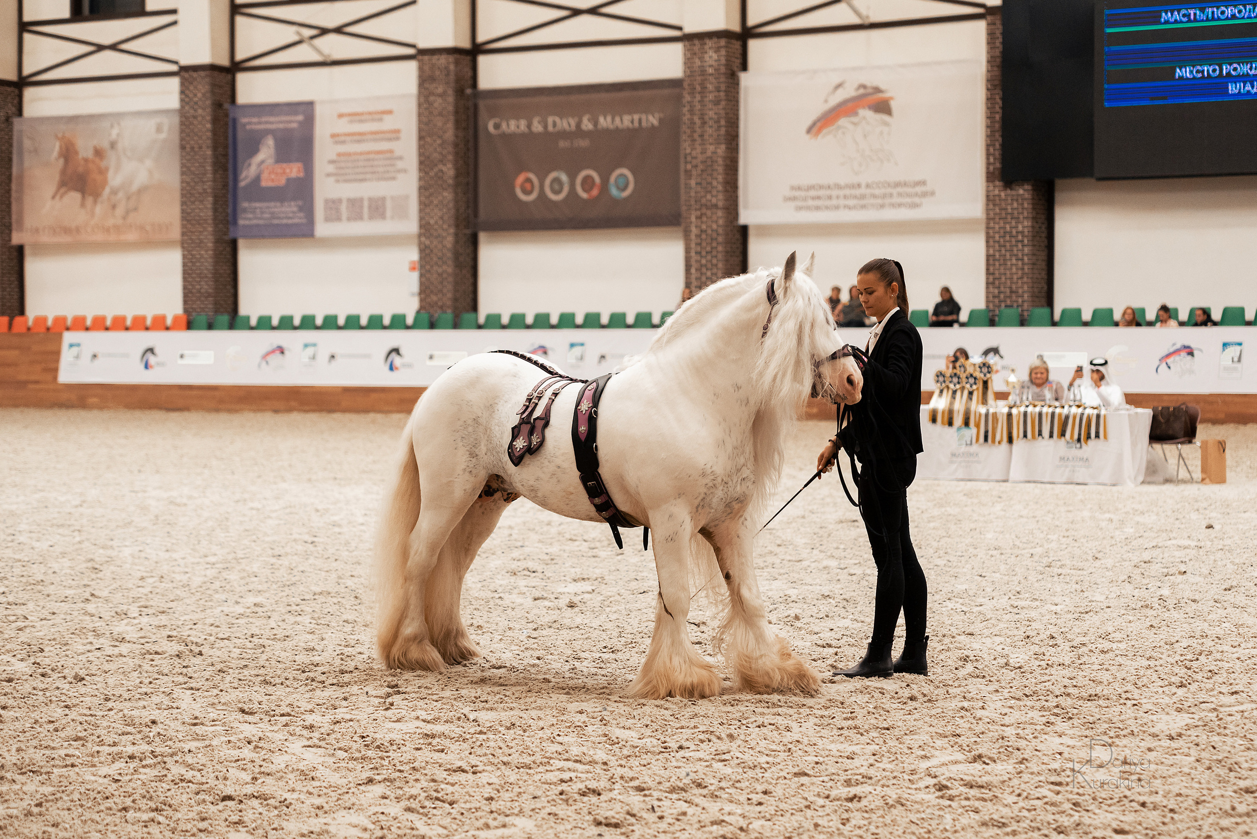 Конная Россия 2021. Конный фотограф Куракина Дарья • Фотосессии с лошадьми