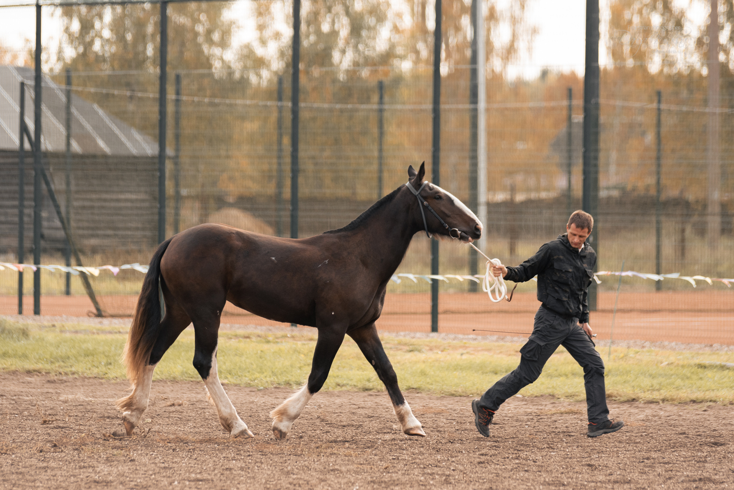 Богдарня. Конный фотограф Куракина Дарья • Фотосессии с лошадьми