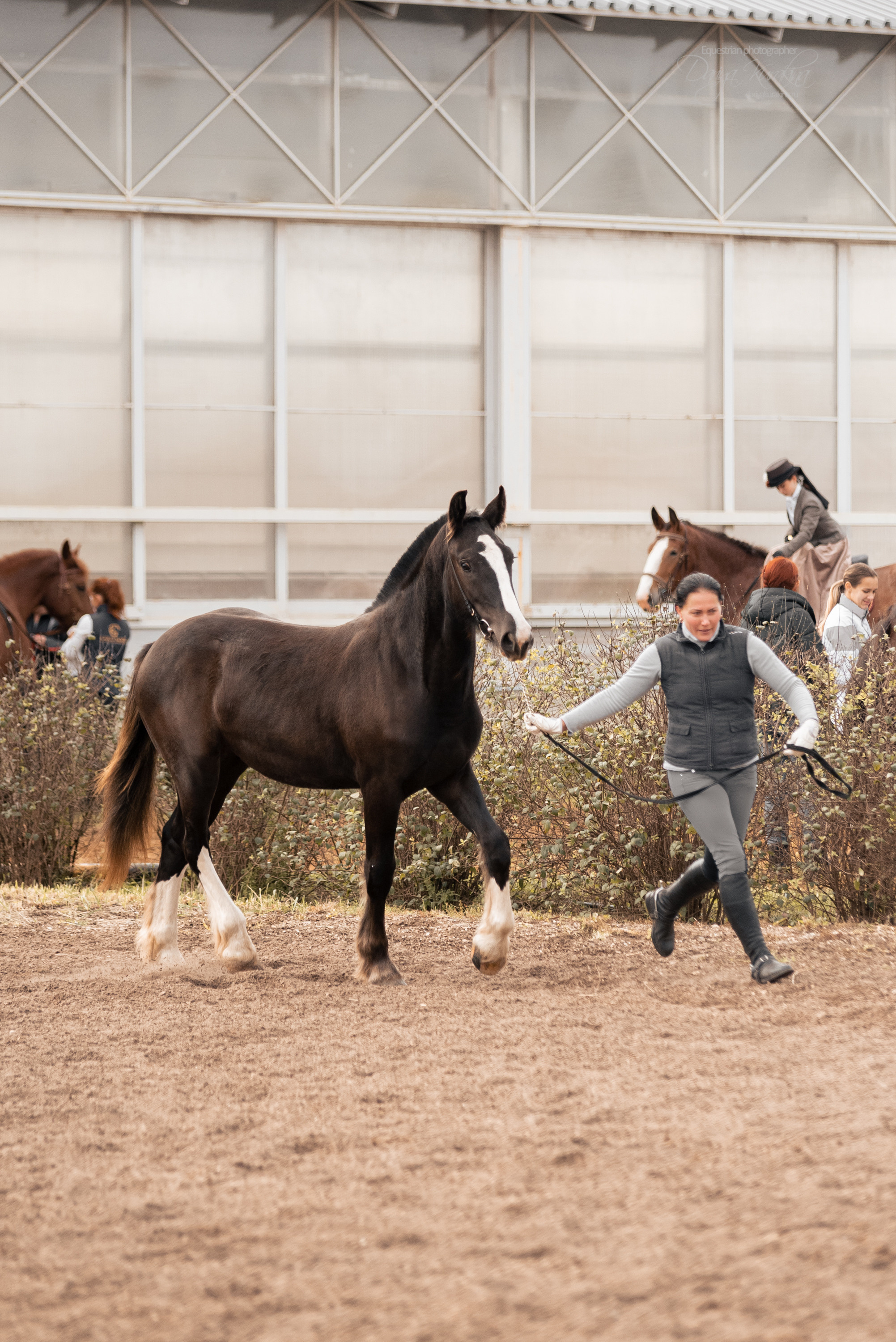 Богдарня. Конный фотограф Куракина Дарья • Фотосессии с лошадьми