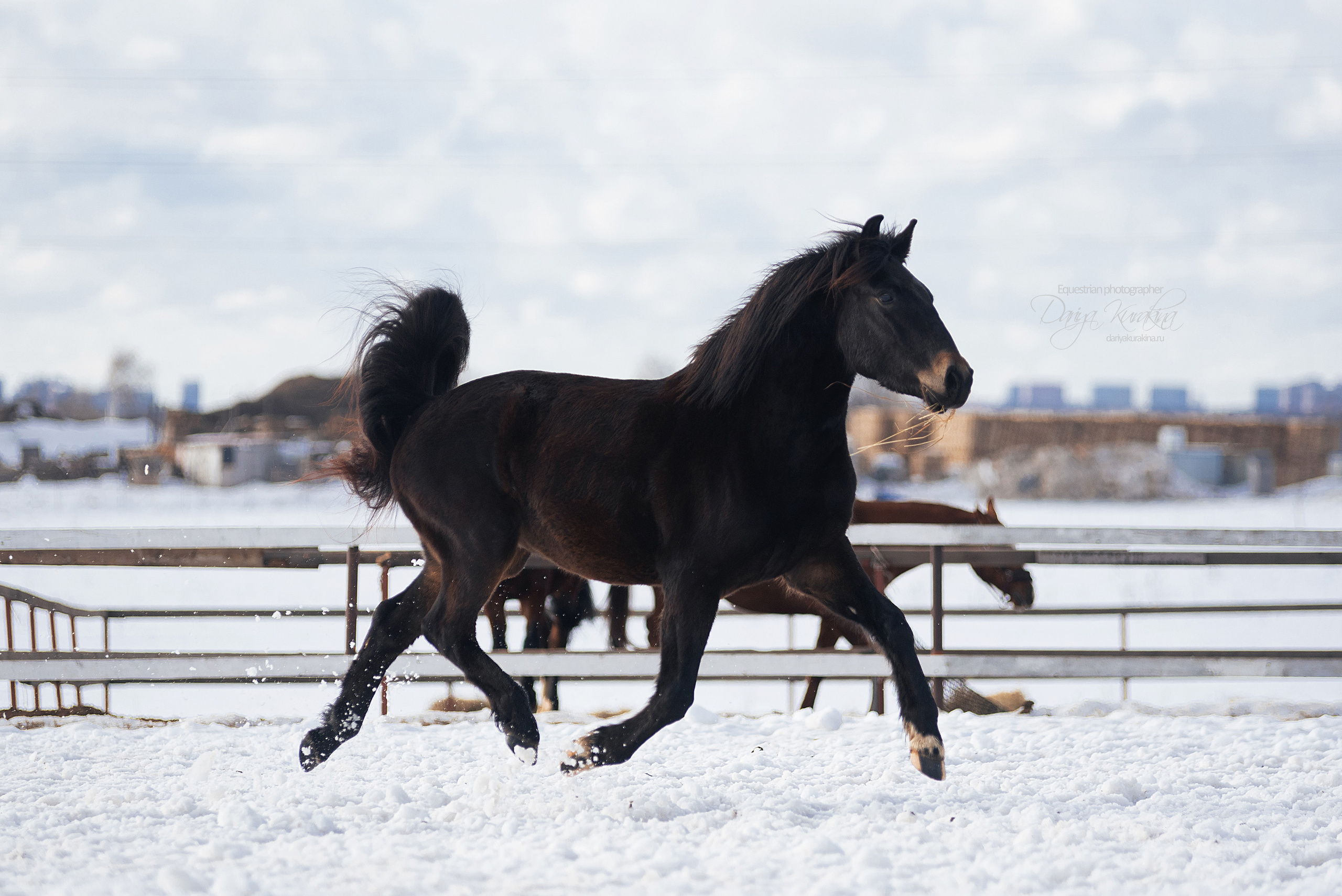Кроули. Конный фотограф Куракина Дарья • Фотосессии с лошадьми