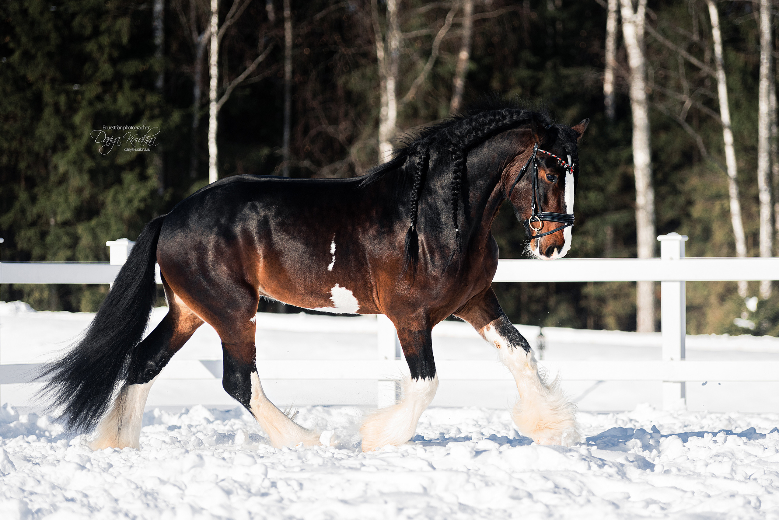 Лафарейдо. Конный фотограф Куракина Дарья • Фотосессии с лошадьми