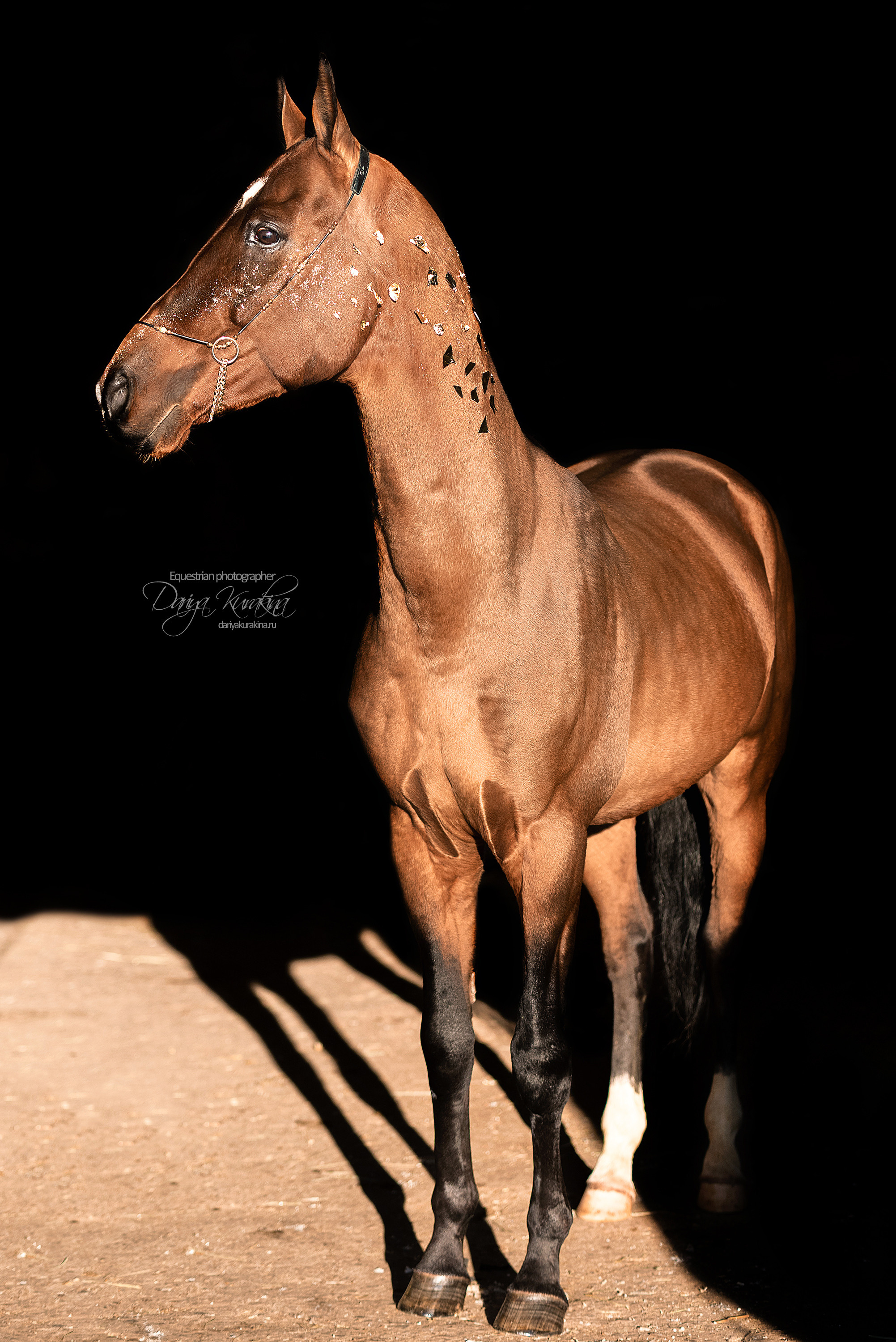 Сияние. Конный фотограф Куракина Дарья • Фотосессии с лошадьми