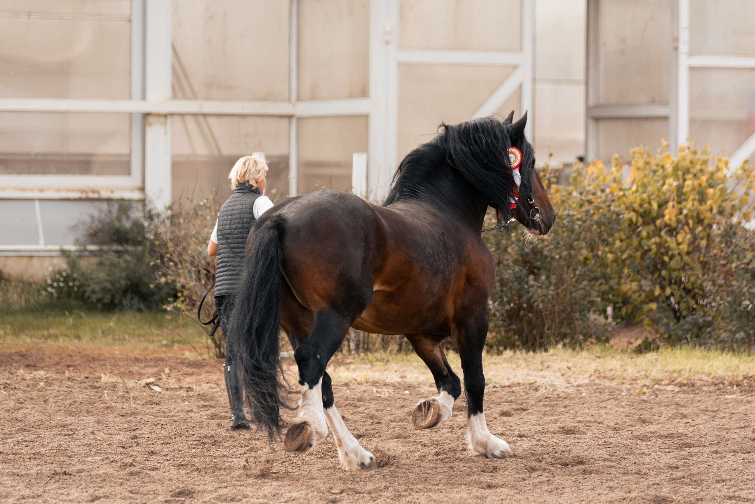 Богдарня. Конный фотограф Куракина Дарья • Фотосессии с лошадьми