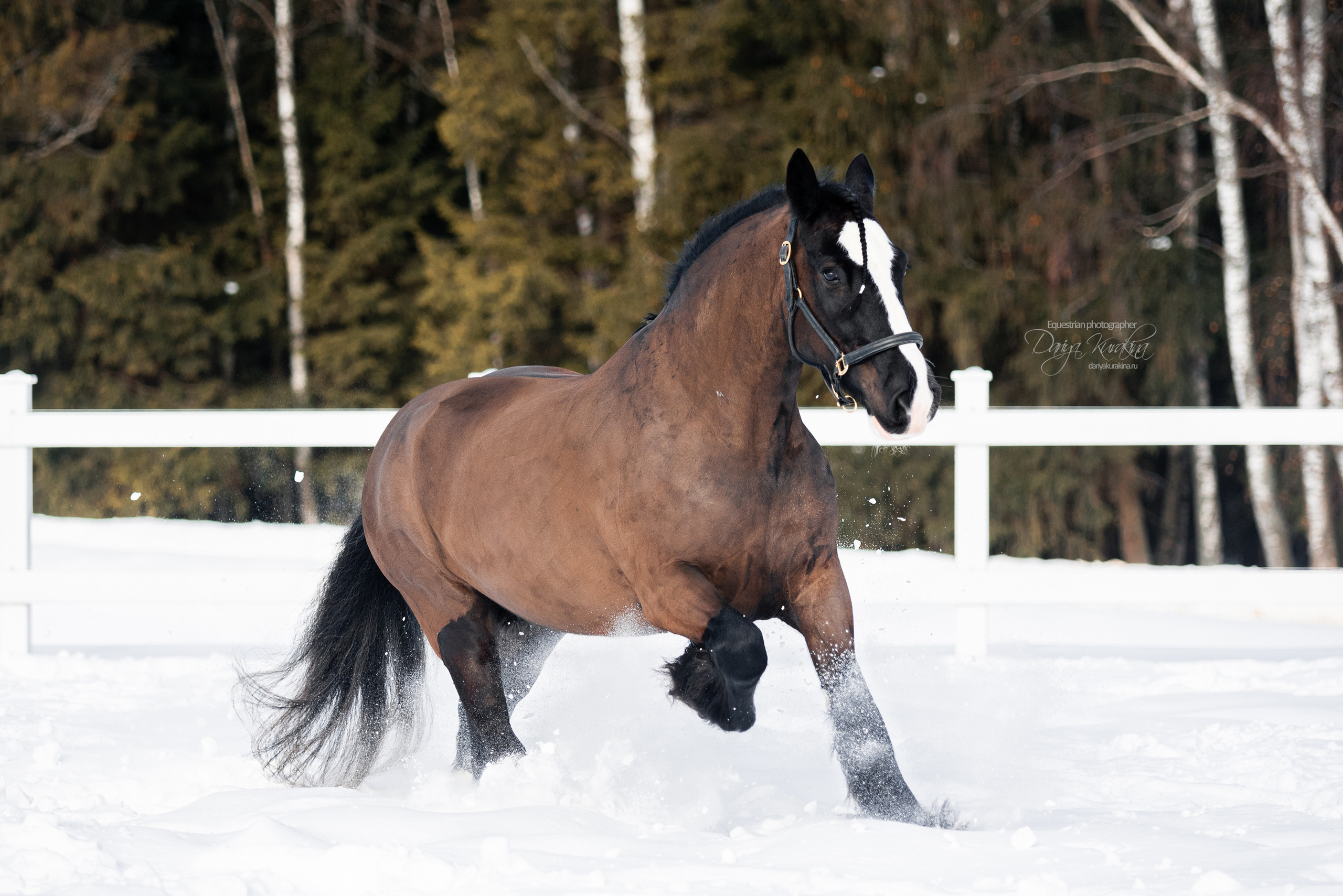 Лафарейдо. Конный фотограф Куракина Дарья • Фотосессии с лошадьми