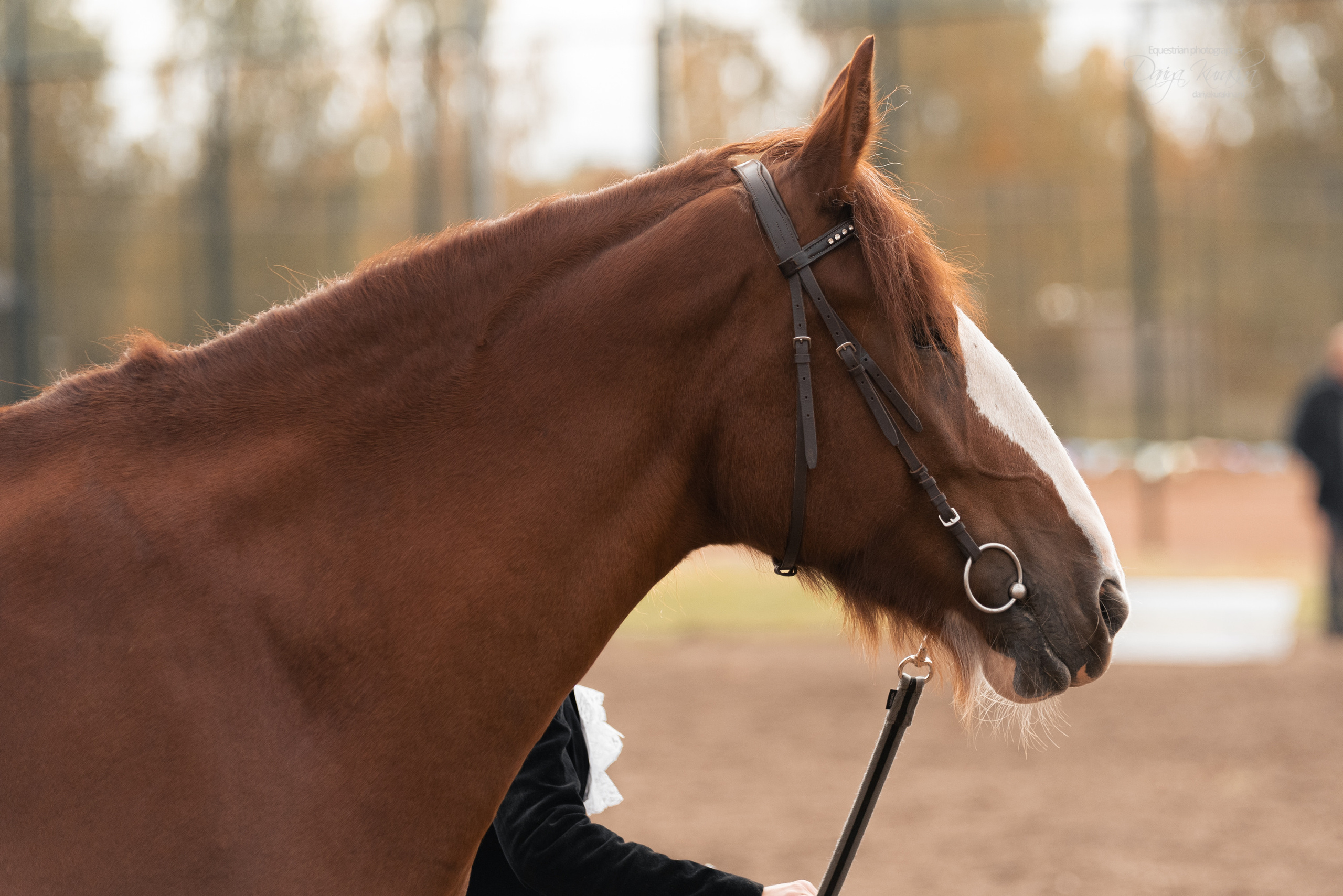 Богдарня. Конный фотограф Куракина Дарья • Фотосессии с лошадьми