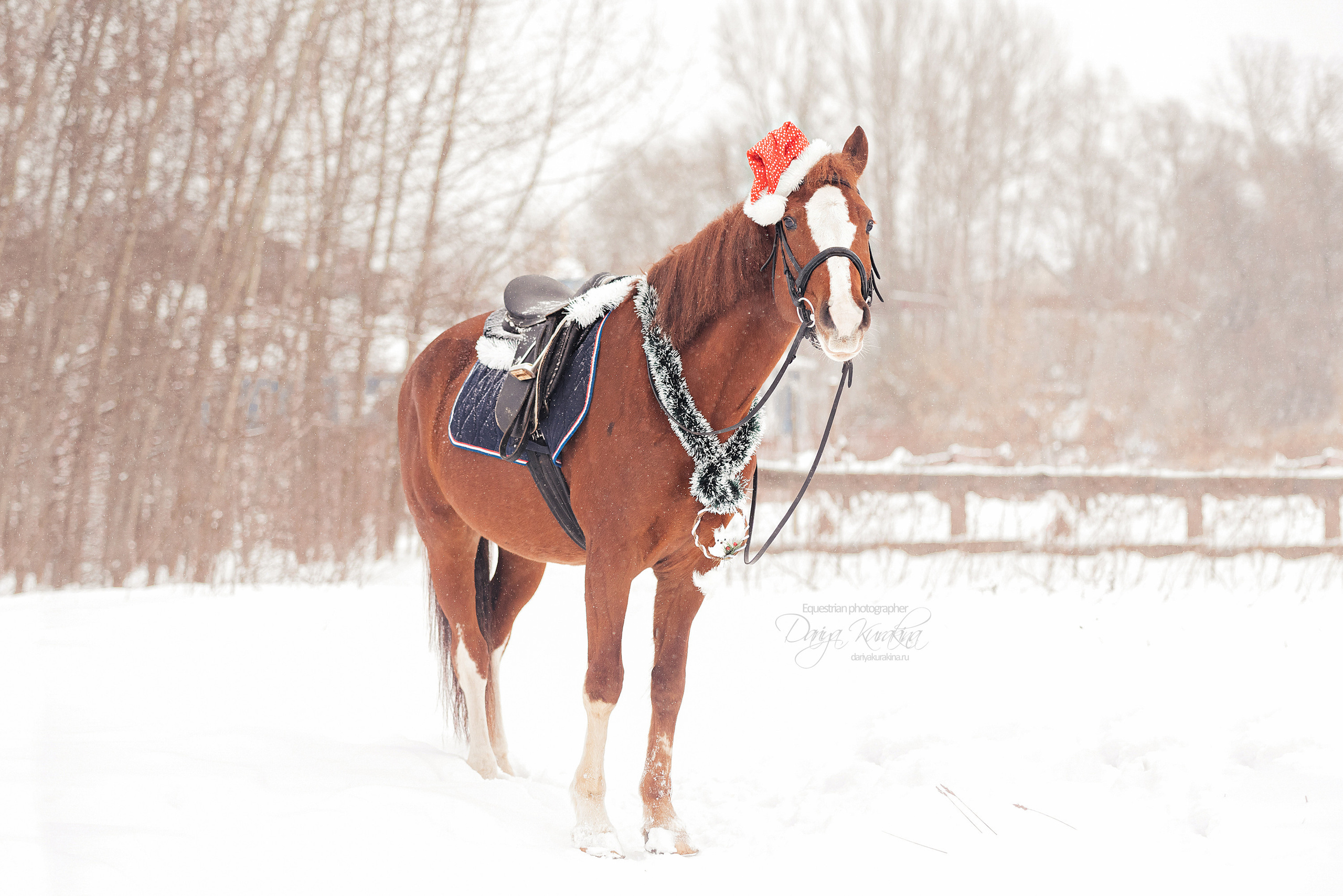 Атос. Конный фотограф Куракина Дарья • Фотосессии с лошадьми