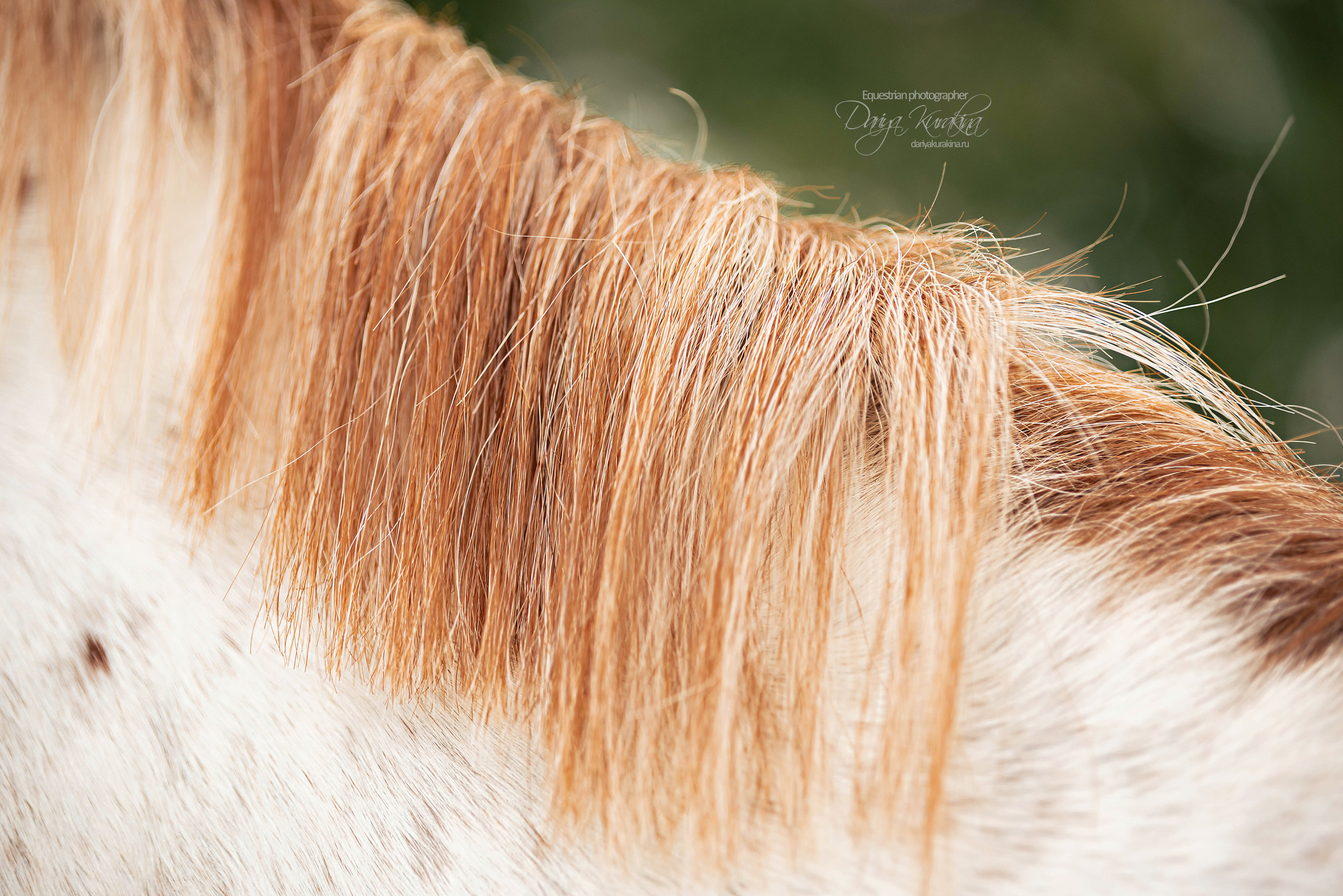 Кнабы. Конный фотограф Куракина Дарья • Фотосессии с лошадьми