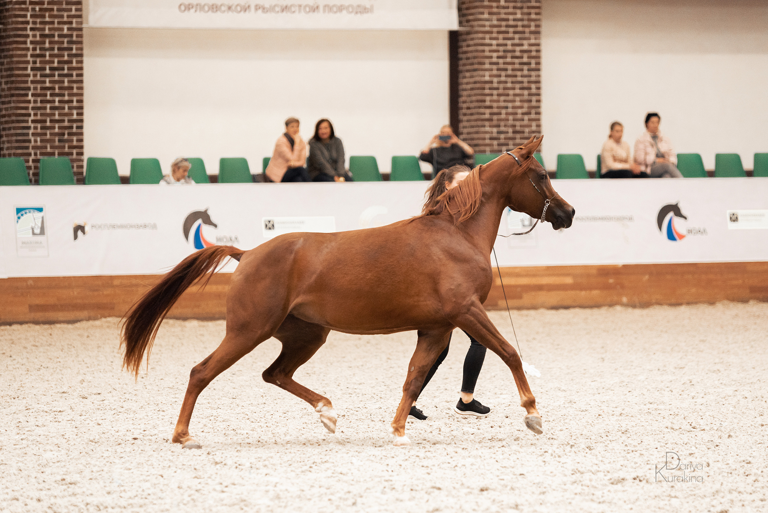 Конная Россия 2021. Конный фотограф Куракина Дарья • Фотосессии с лошадьми