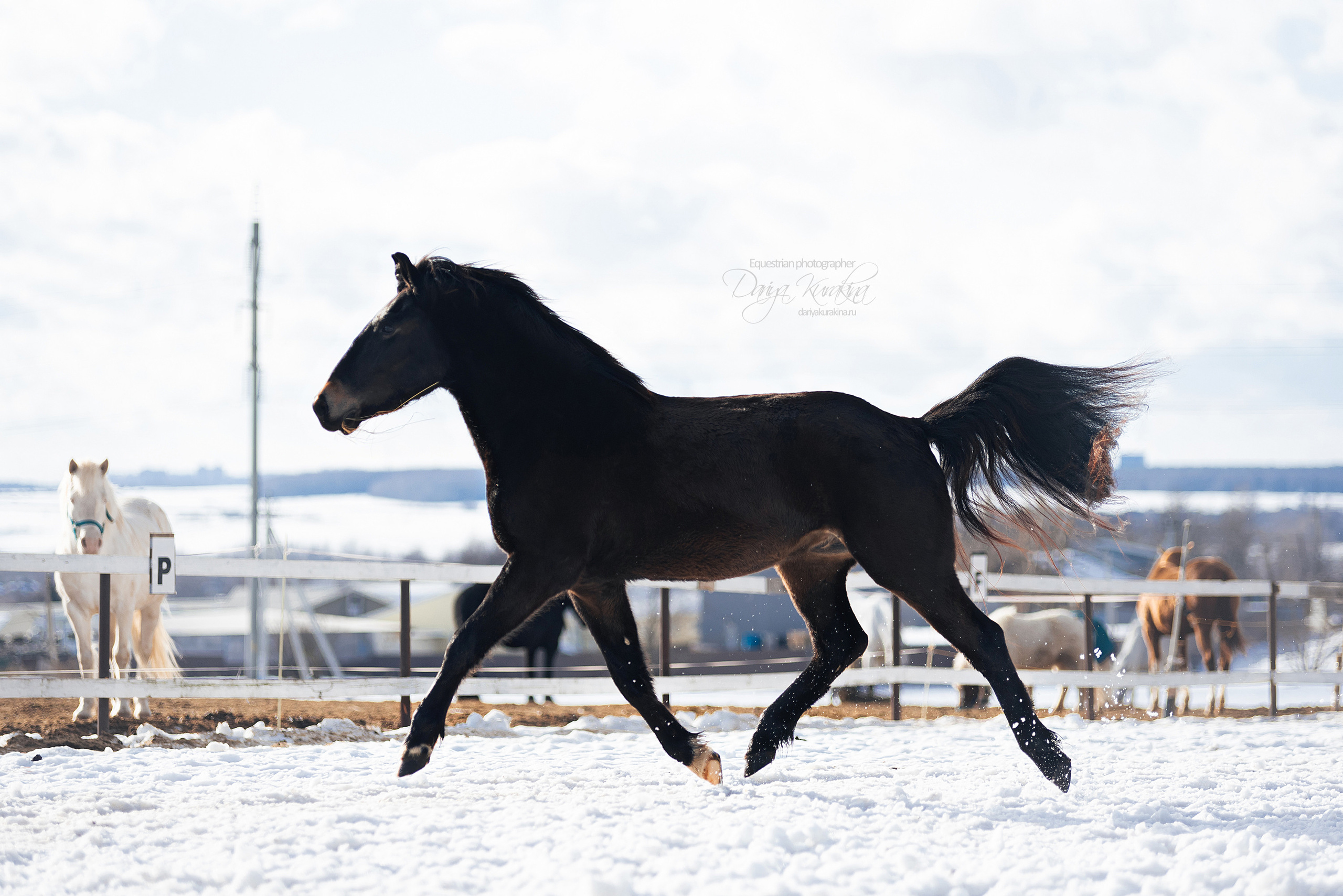 Кроули. Конный фотограф Куракина Дарья • Фотосессии с лошадьми