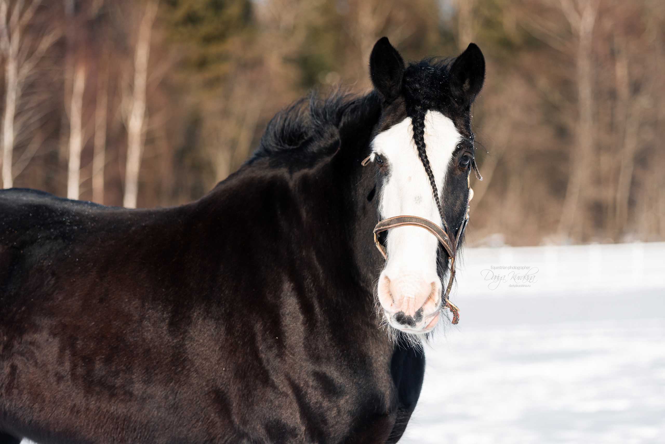 Лафарейдо. Конный фотограф Куракина Дарья • Фотосессии с лошадьми