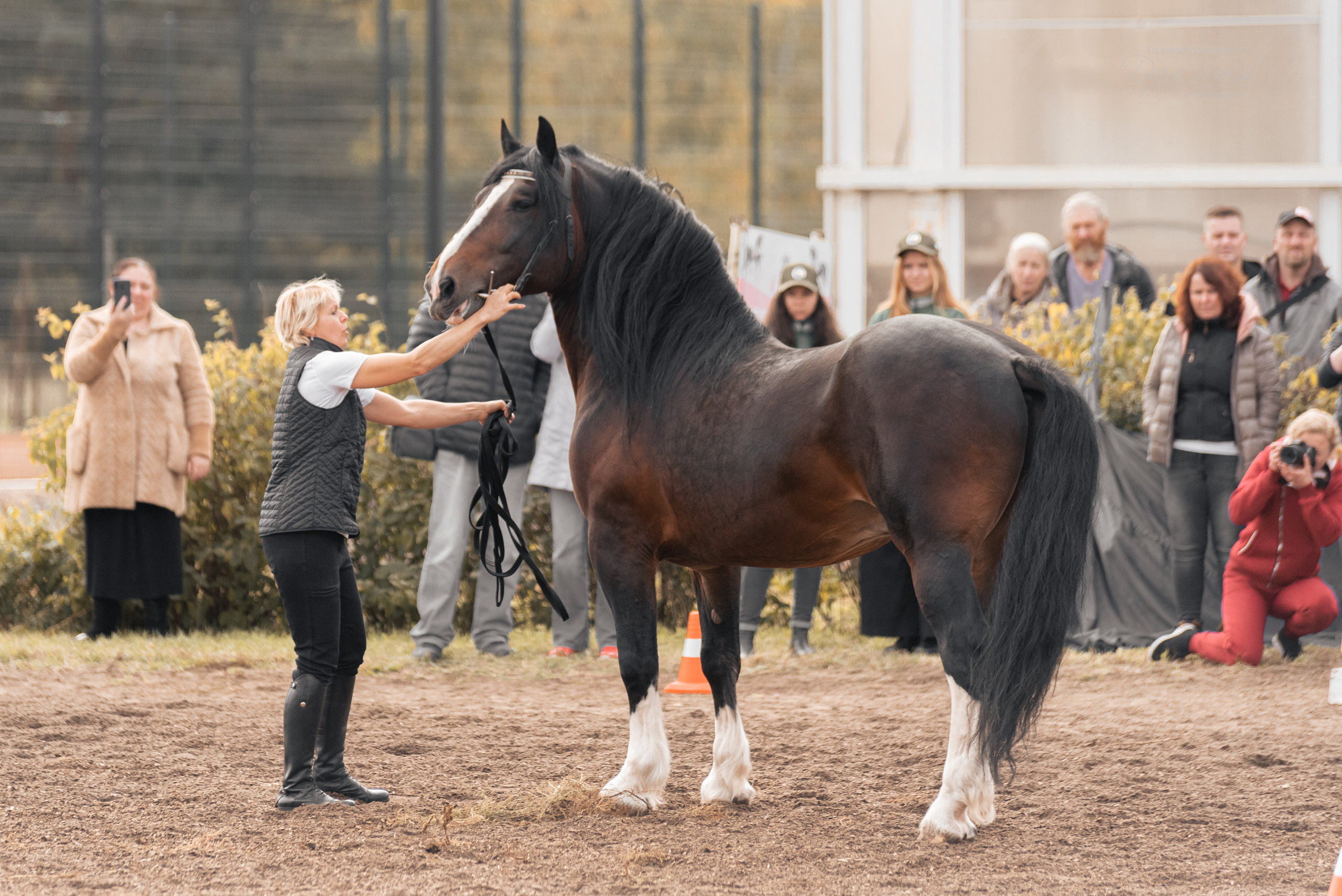 Богдарня. Конный фотограф Куракина Дарья • Фотосессии с лошадьми