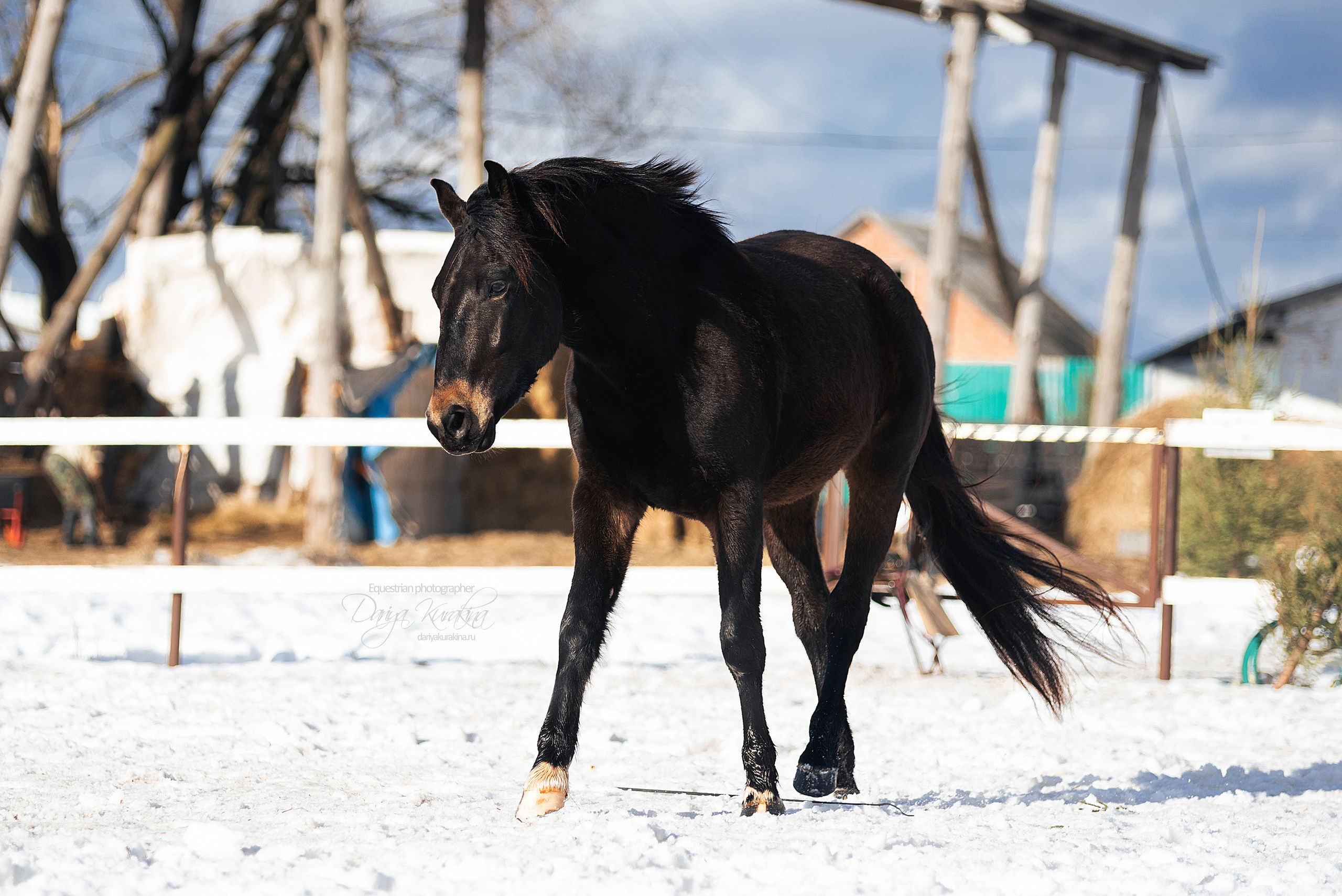 Кроули. Конный фотограф Куракина Дарья • Фотосессии с лошадьми