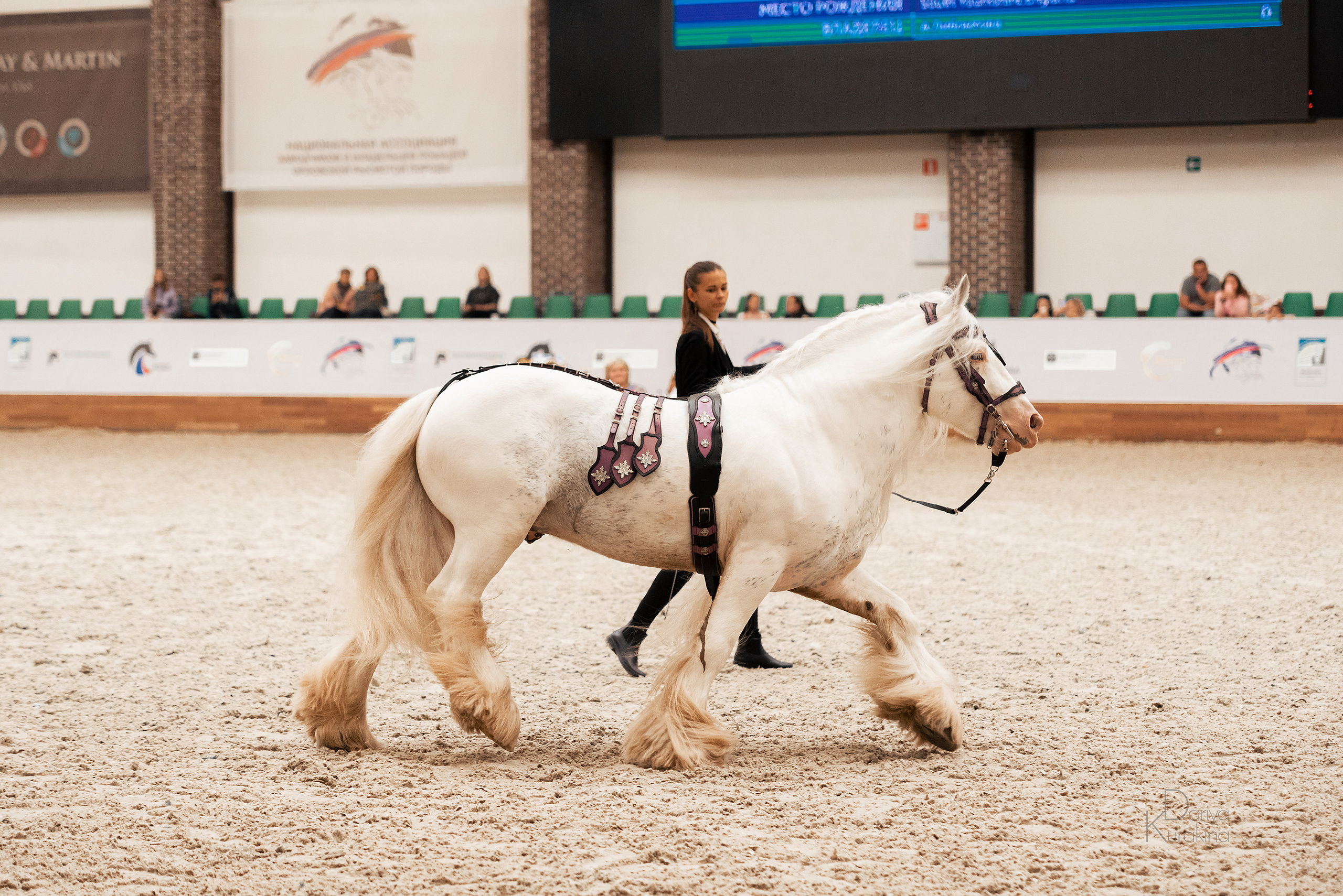 Конная Россия 2021. Конный фотограф Куракина Дарья • Фотосессии с лошадьми