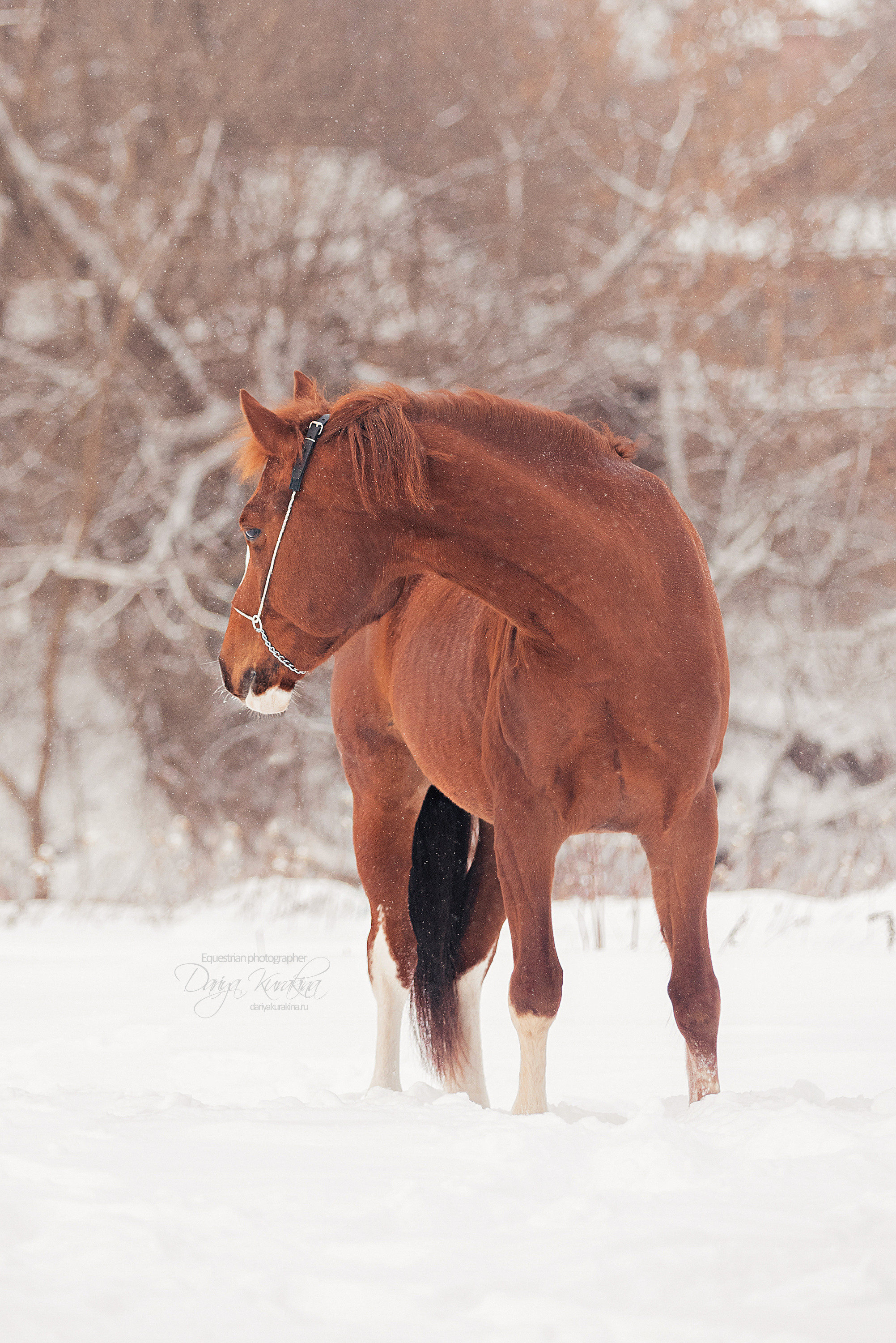 Атос. Конный фотограф Куракина Дарья • Фотосессии с лошадьми