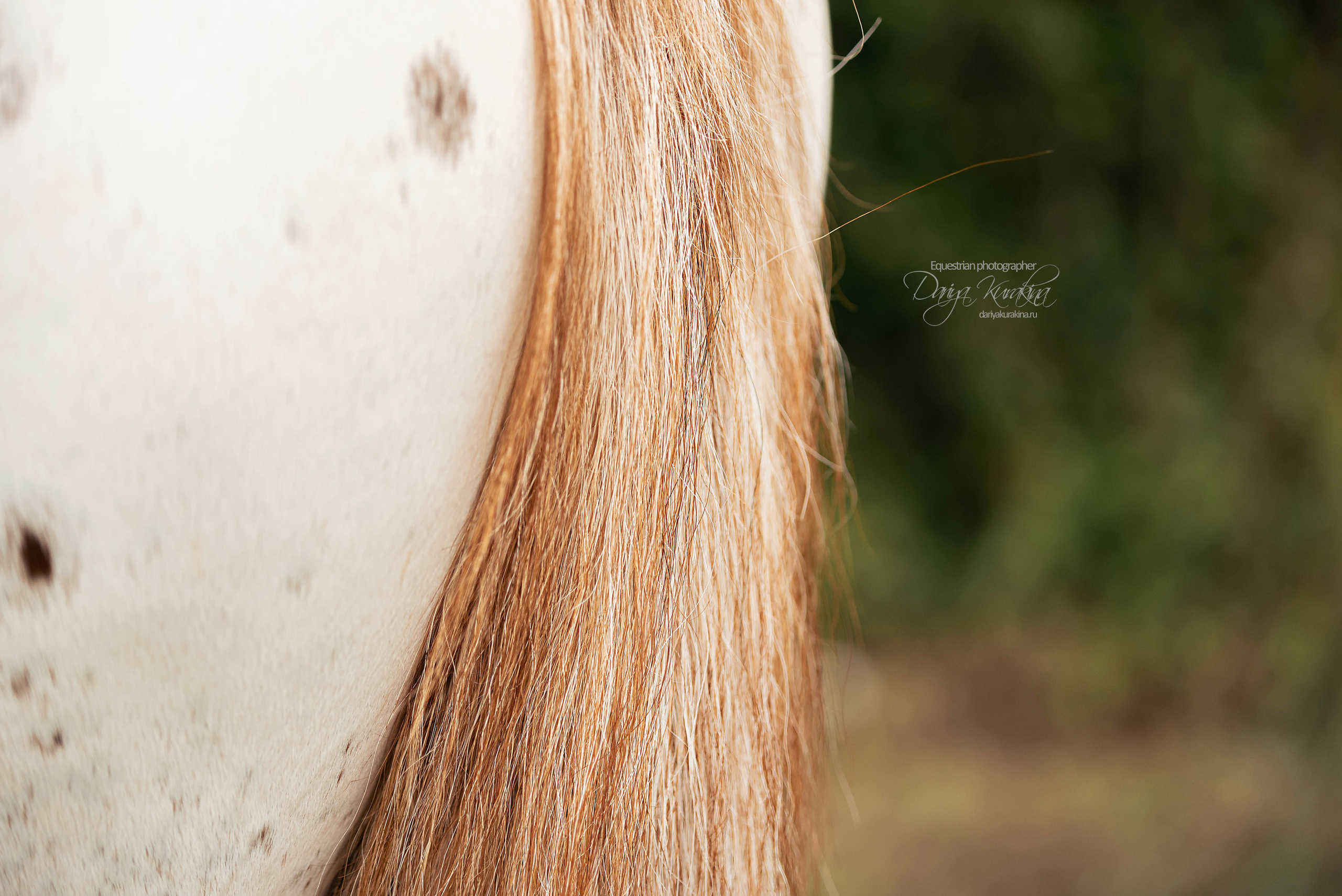Кнабы. Конный фотограф Куракина Дарья • Фотосессии с лошадьми