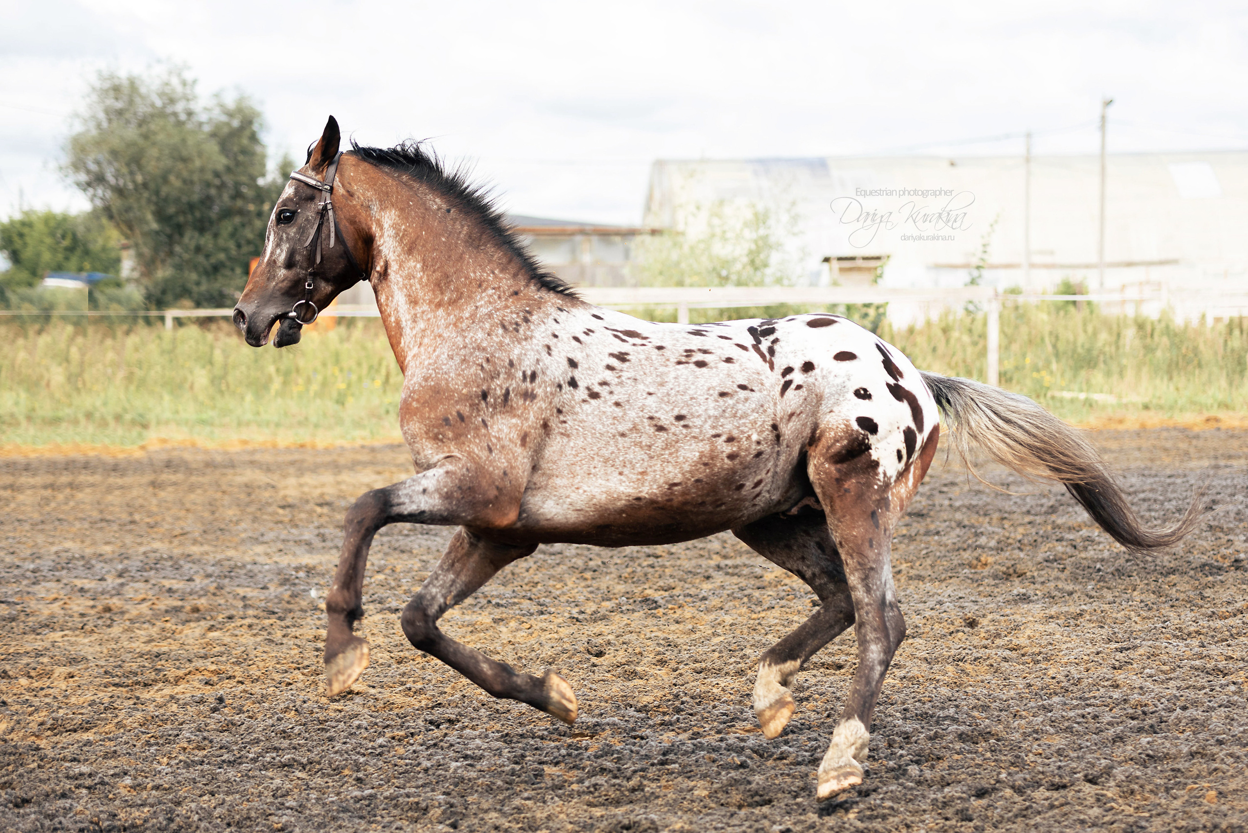 Кнабы. Конный фотограф Куракина Дарья • Фотосессии с лошадьми