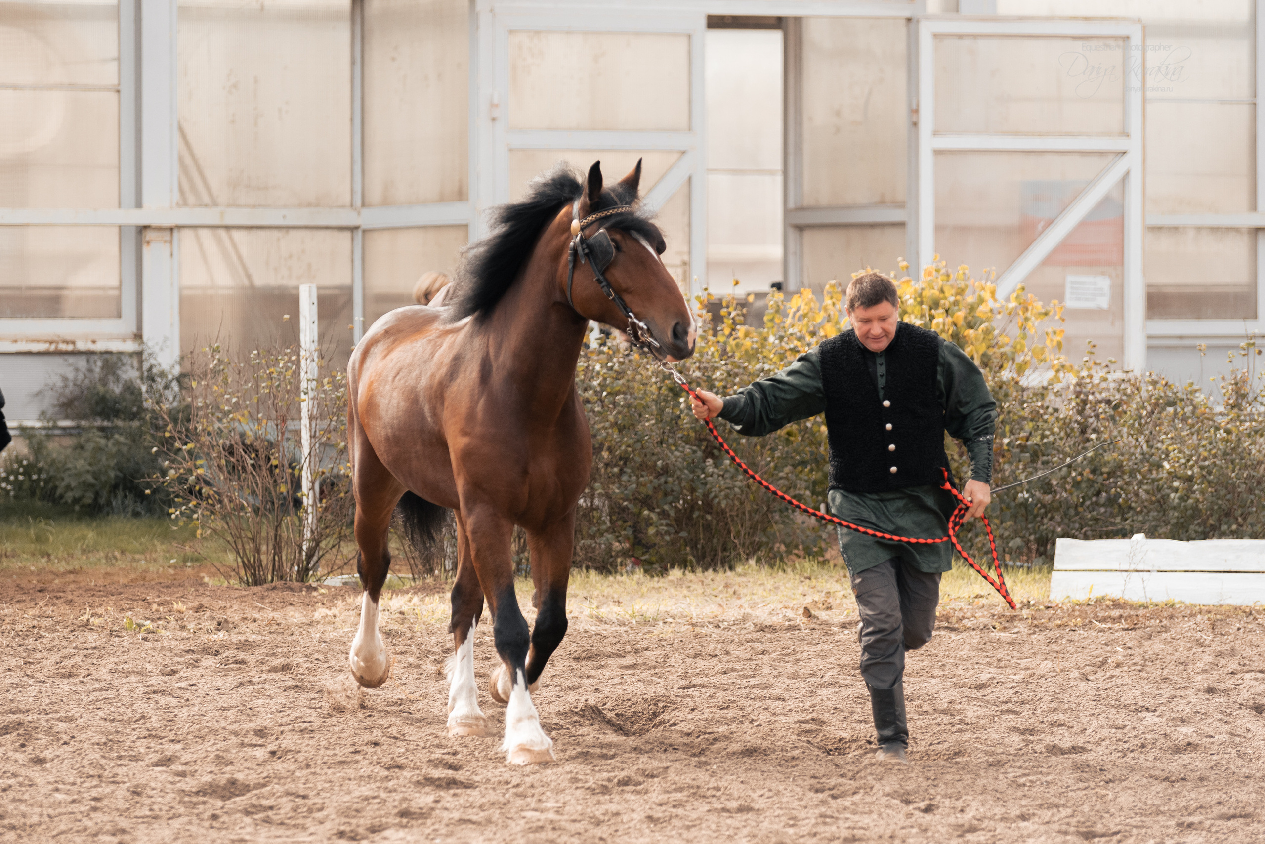 Богдарня. Конный фотограф Куракина Дарья • Фотосессии с лошадьми