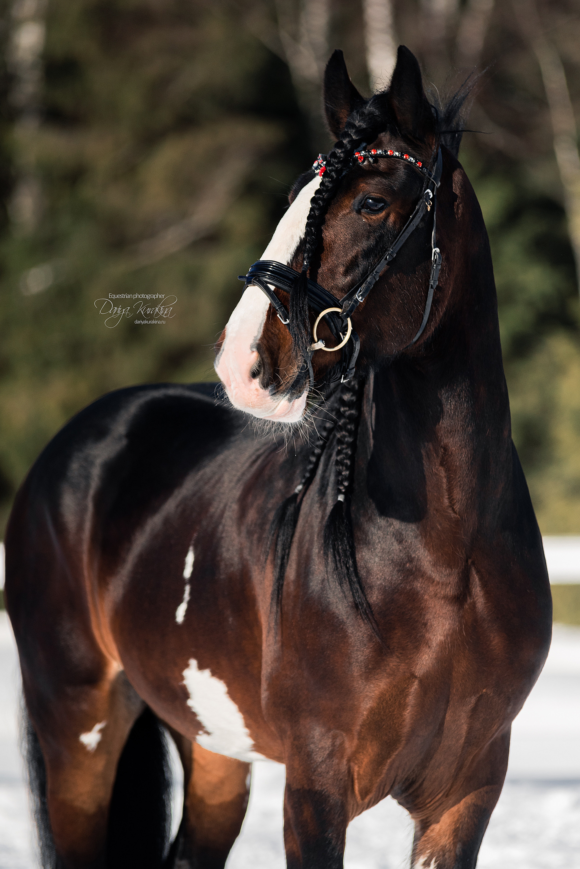 Лафарейдо. Конный фотограф Куракина Дарья • Фотосессии с лошадьми