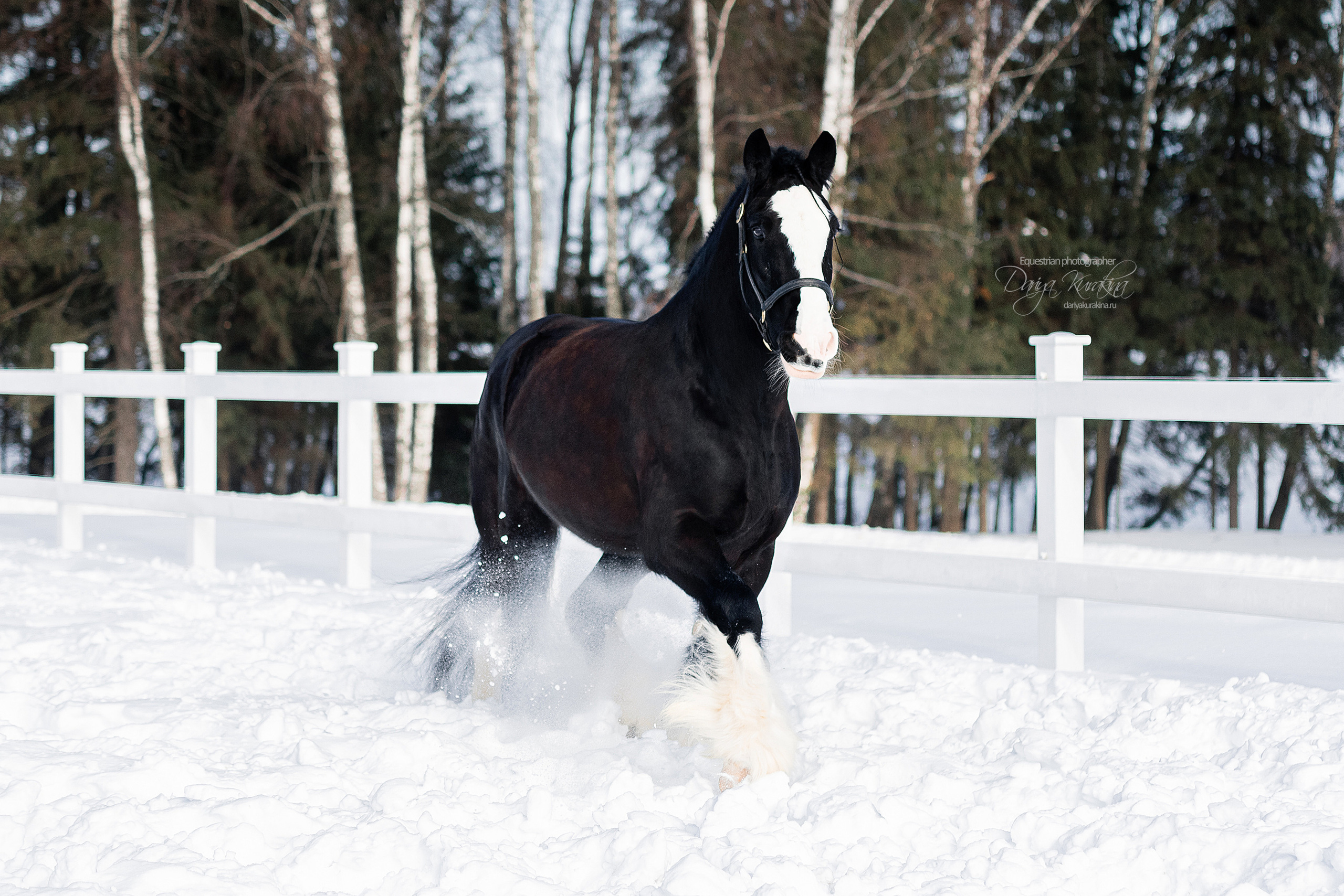 Лафарейдо. Конный фотограф Куракина Дарья • Фотосессии с лошадьми
