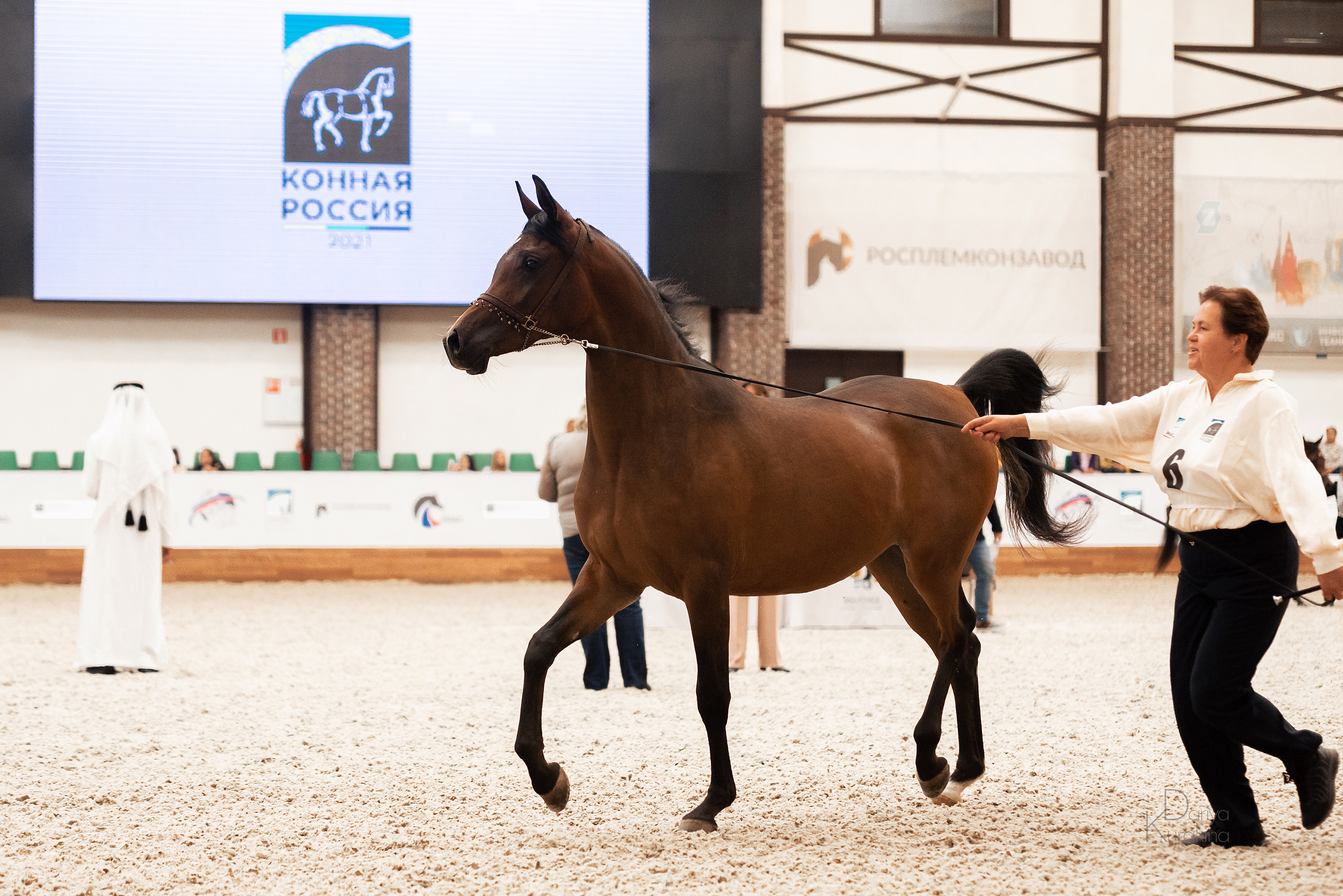 Конная Россия 2021. Конный фотограф Куракина Дарья • Фотосессии с лошадьми