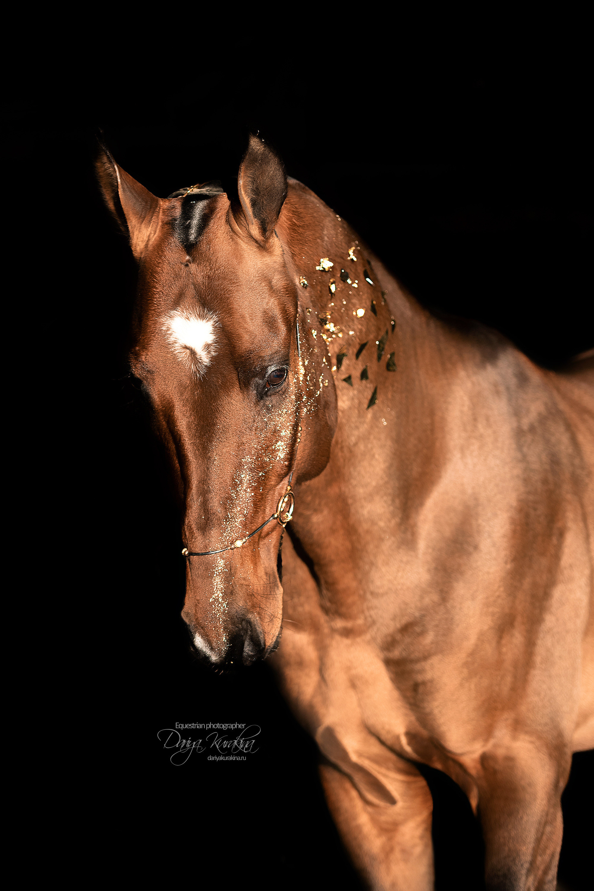 Сияние. Конный фотограф Куракина Дарья • Фотосессии с лошадьми