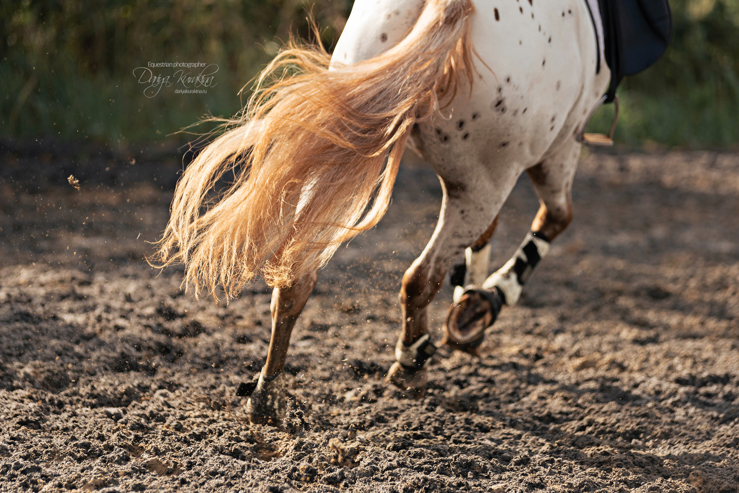 Кнабы. Конный фотограф Куракина Дарья • Фотосессии с лошадьми