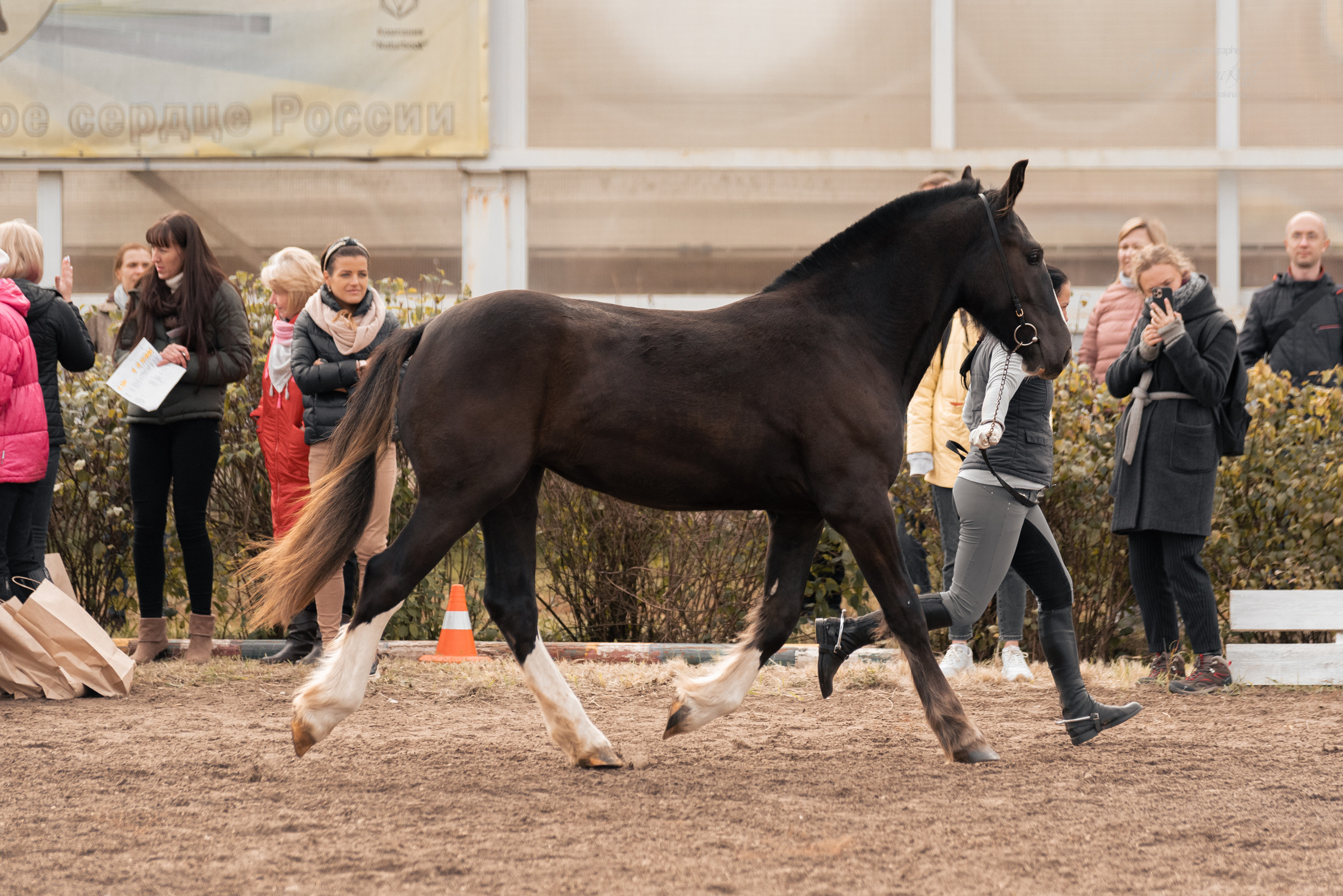 Богдарня. Конный фотограф Куракина Дарья • Фотосессии с лошадьми