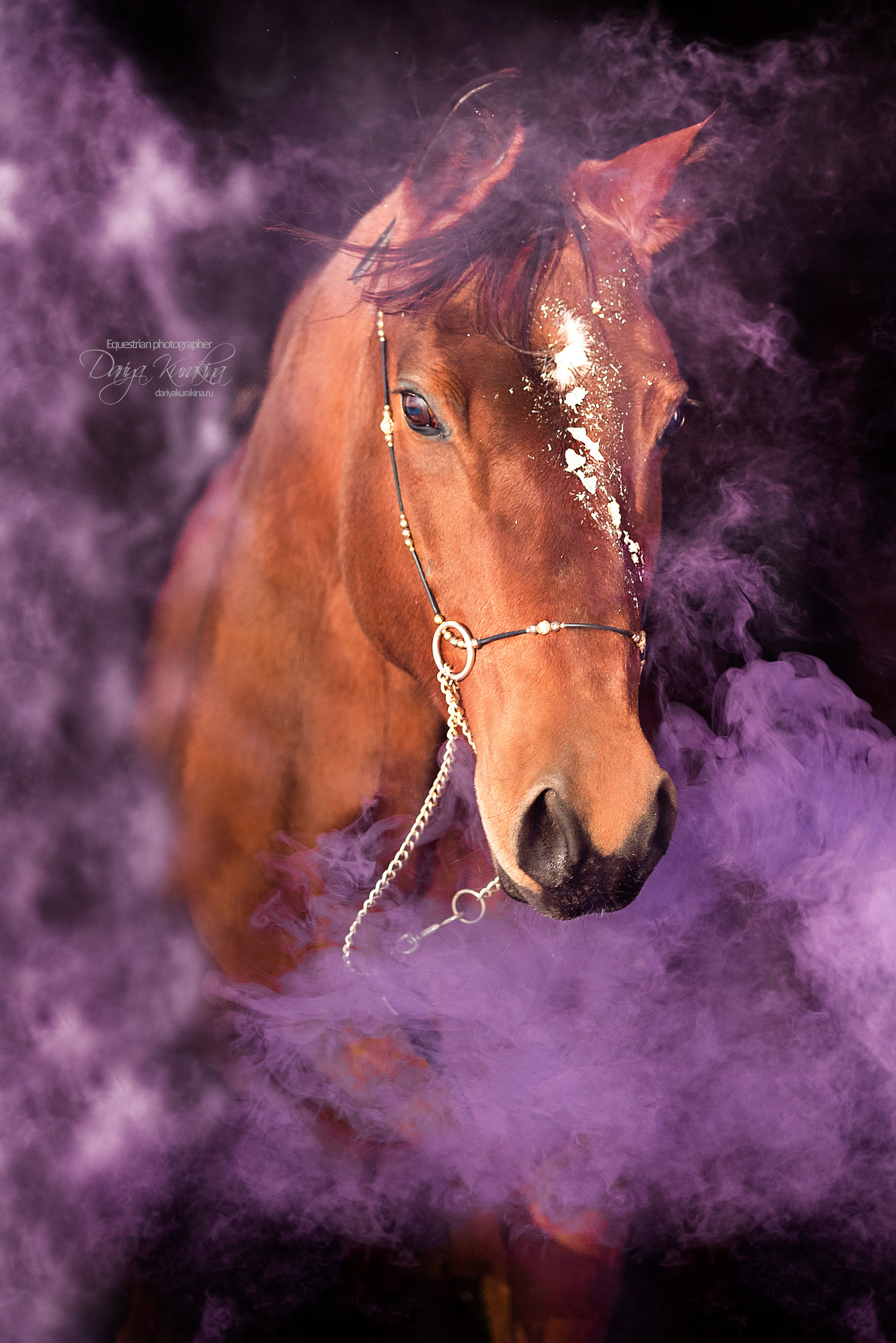 Сияние. Конный фотограф Куракина Дарья • Фотосессии с лошадьми