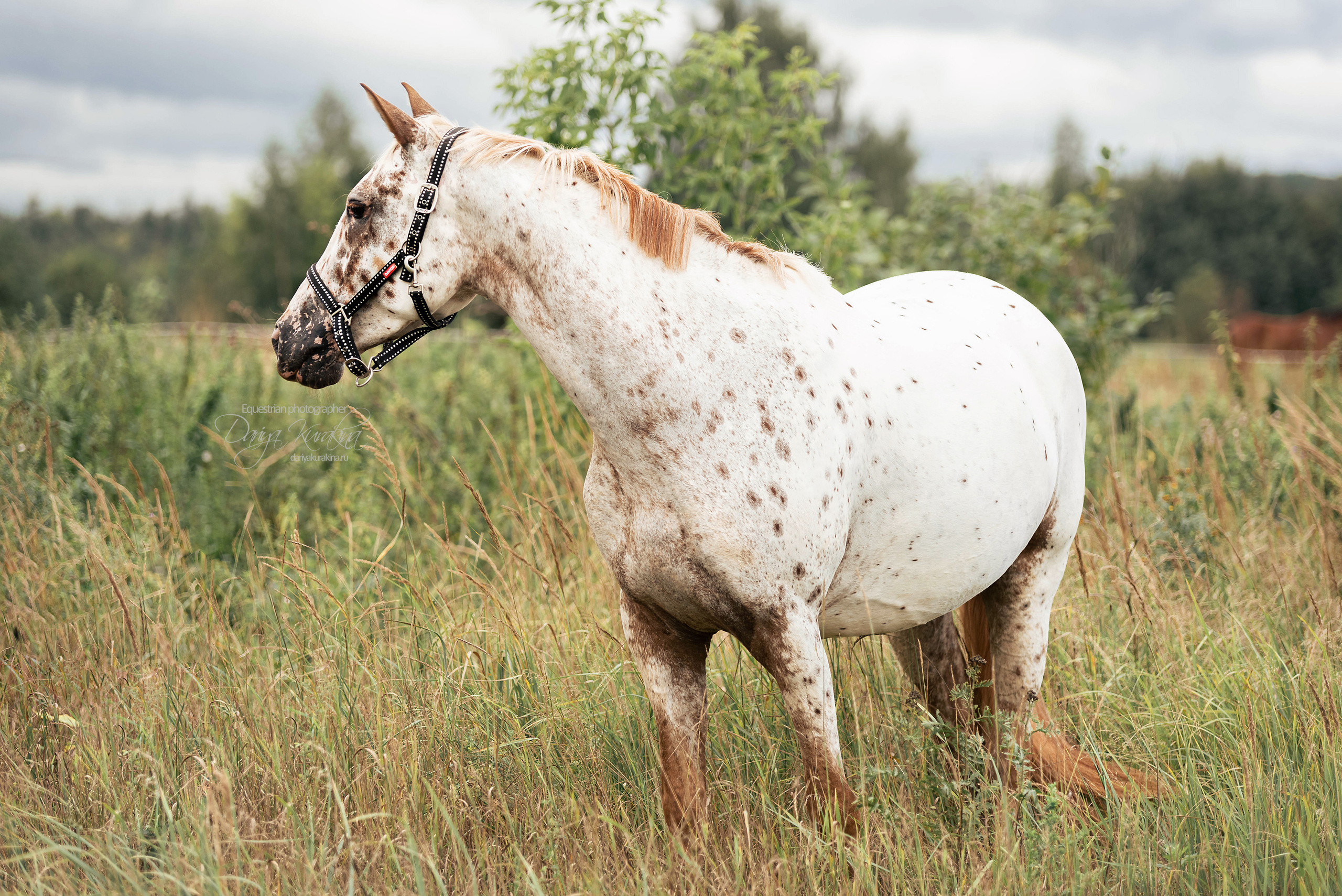 Кнабы. Конный фотограф Куракина Дарья • Фотосессии с лошадьми