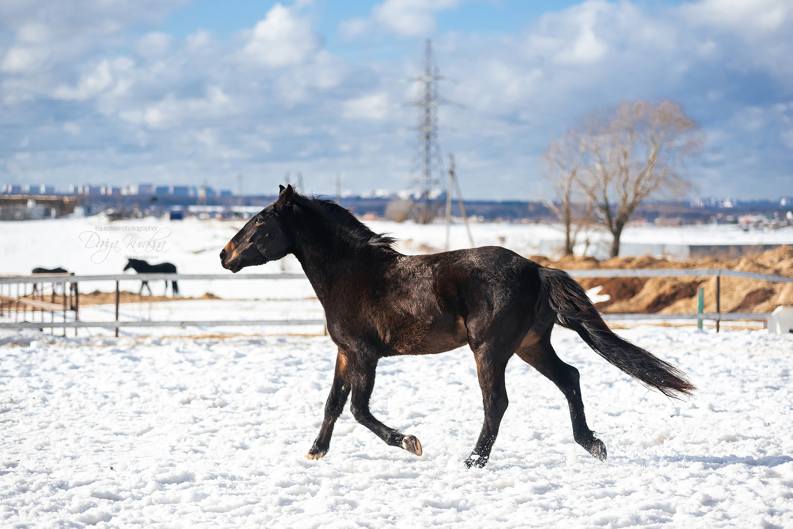 Кроули. Конный фотограф Куракина Дарья • Фотосессии с лошадьми