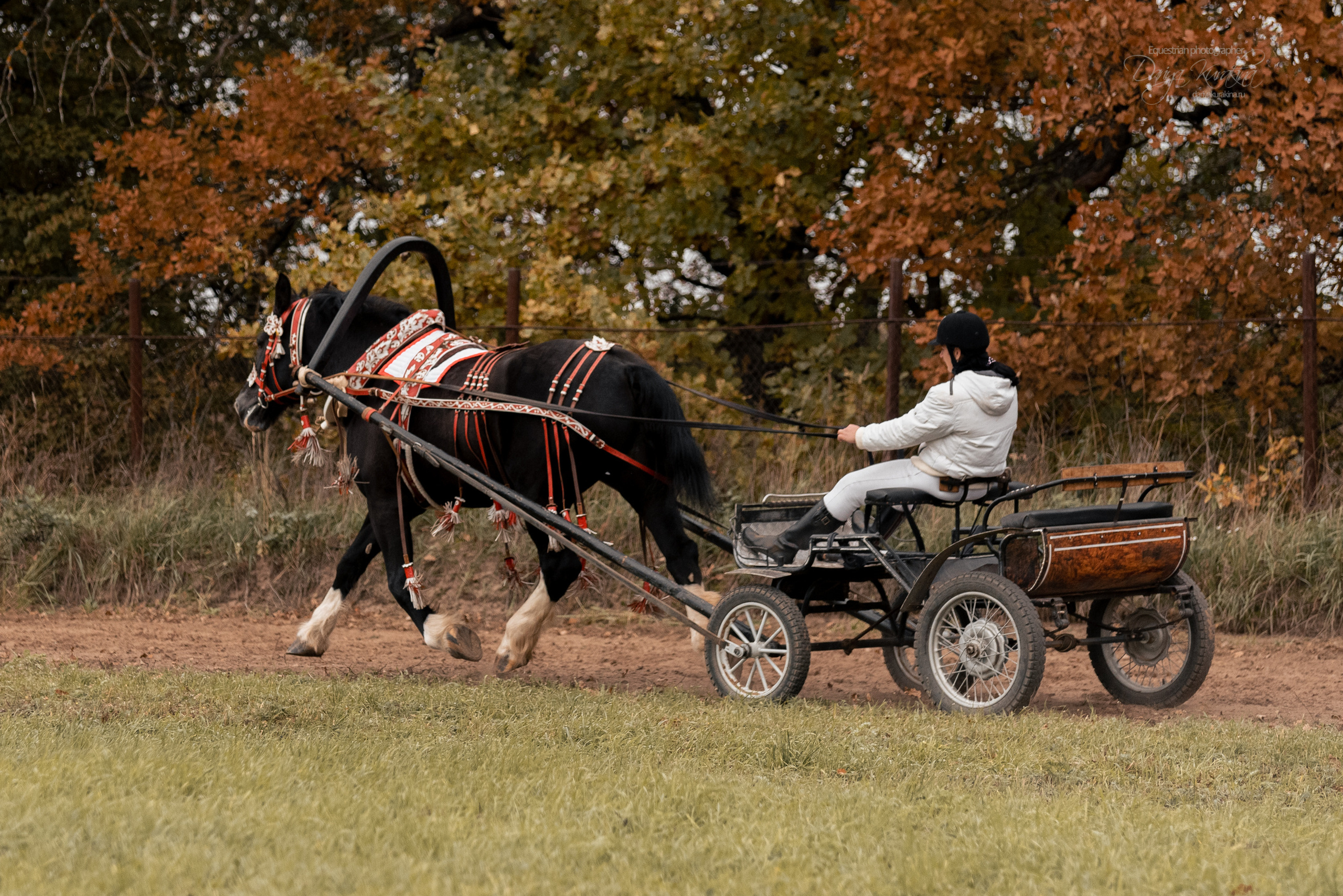 Богдарня. Конный фотограф Куракина Дарья • Фотосессии с лошадьми