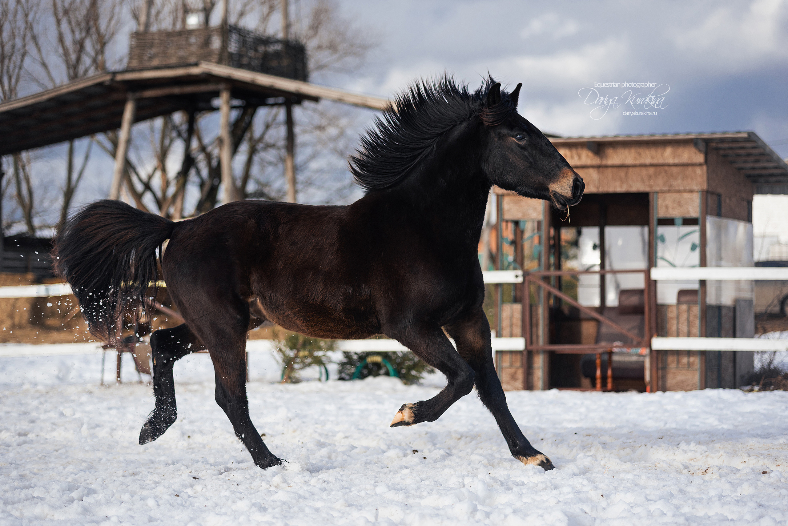 Кроули. Конный фотограф Куракина Дарья • Фотосессии с лошадьми