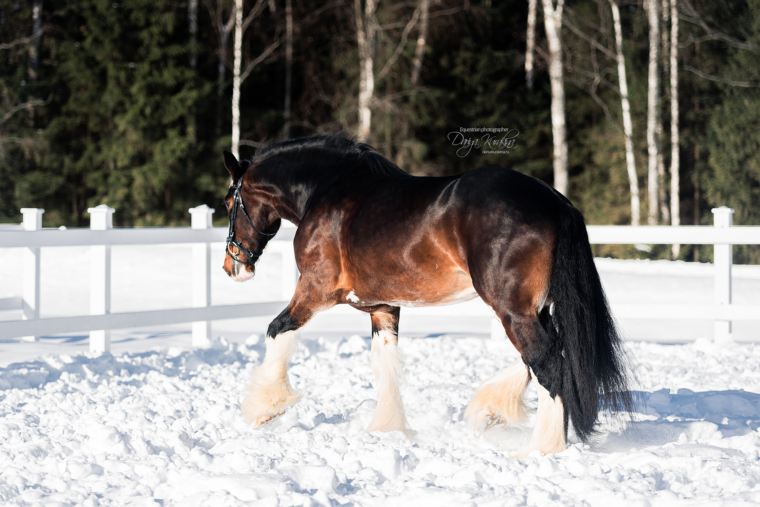 Лафарейдо. Конный фотограф Куракина Дарья • Фотосессии с лошадьми