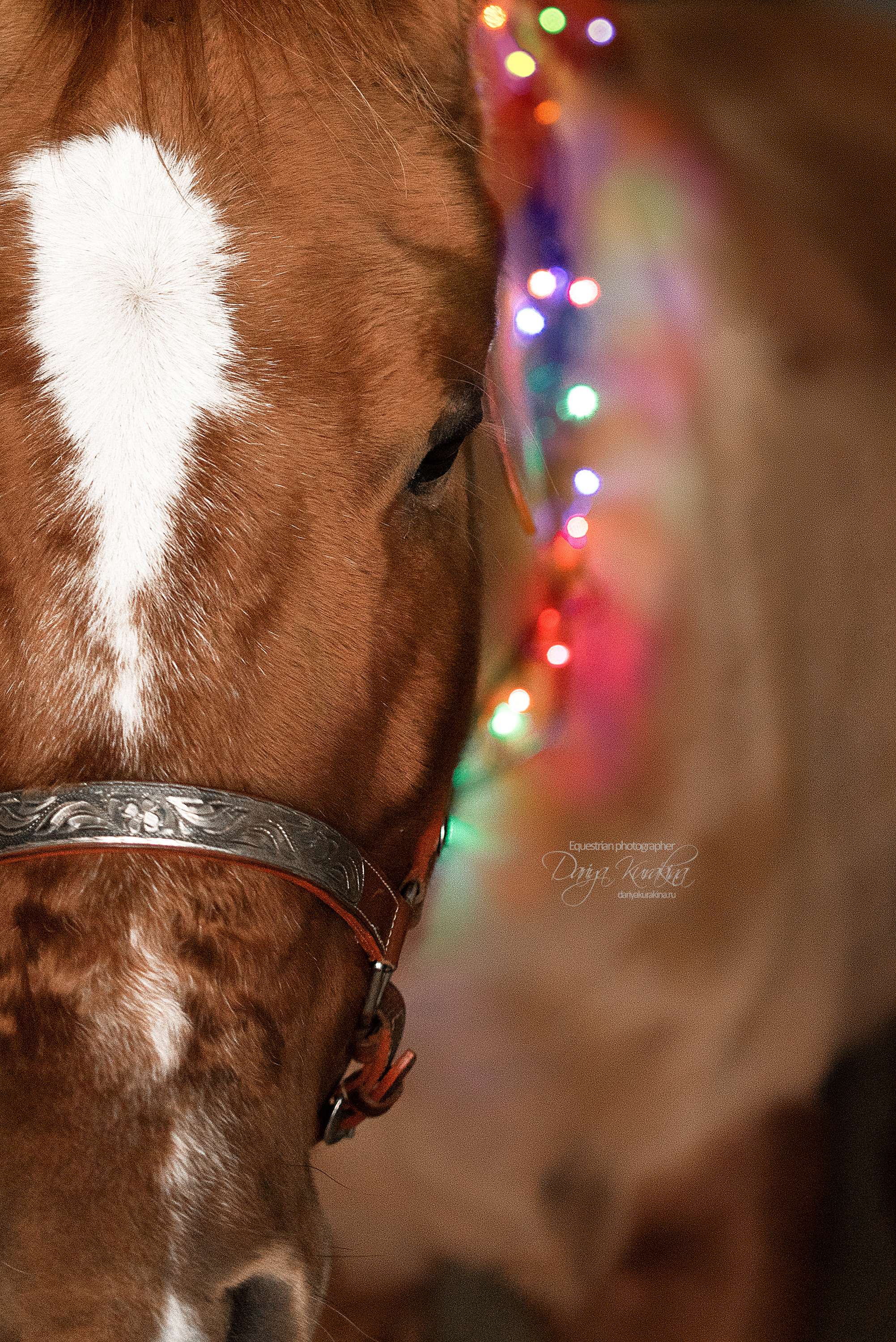 Сияние. Конный фотограф Куракина Дарья • Фотосессии с лошадьми