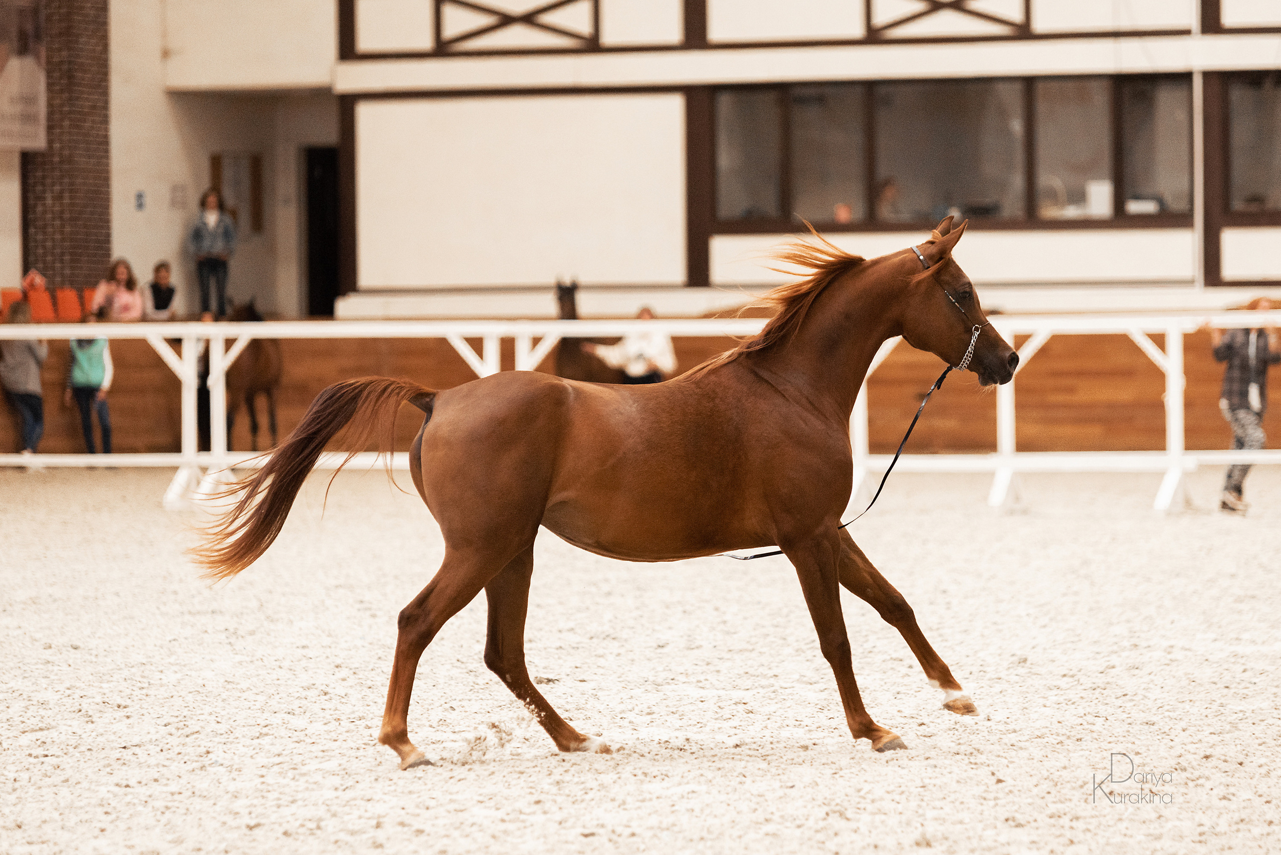 Конная Россия 2021. Конный фотограф Куракина Дарья • Фотосессии с лошадьми