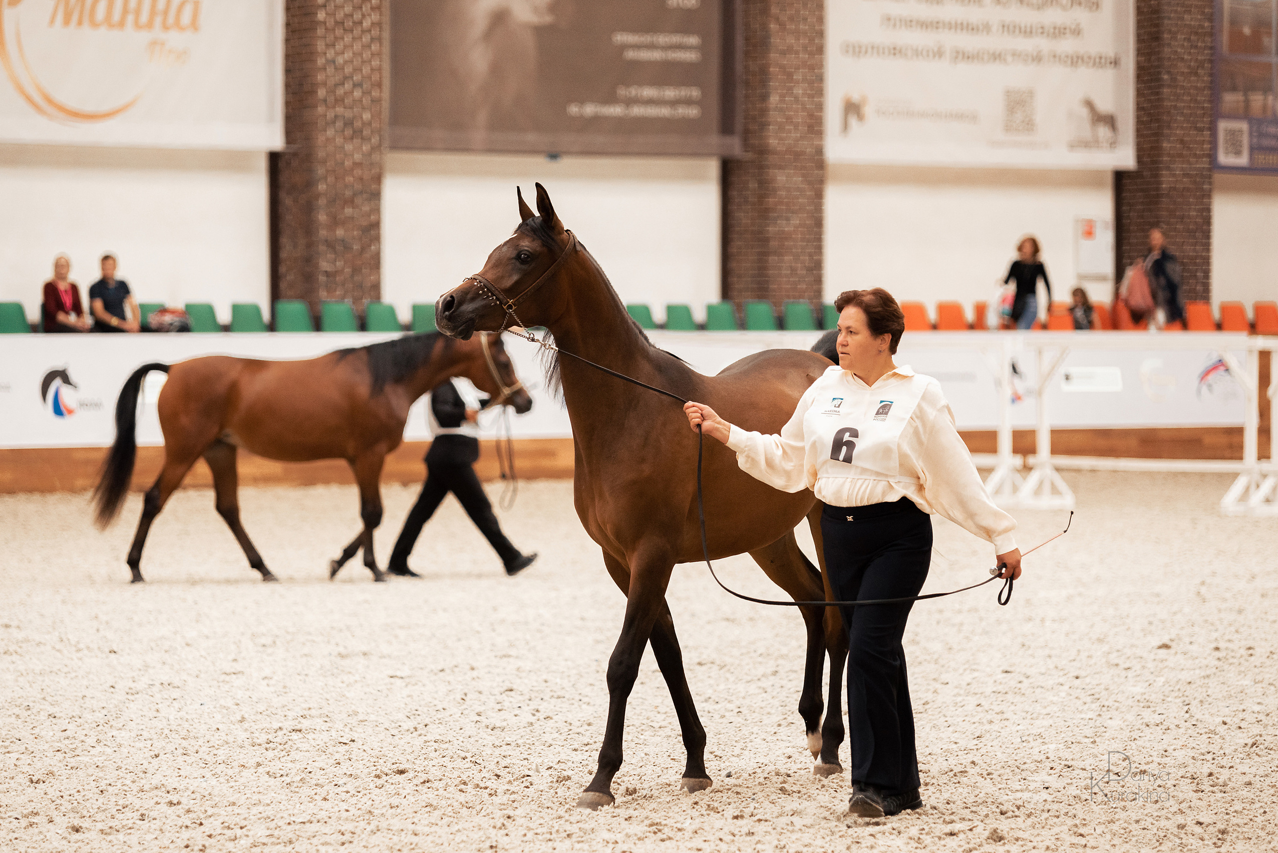 Конная Россия 2021. Конный фотограф Куракина Дарья • Фотосессии с лошадьми