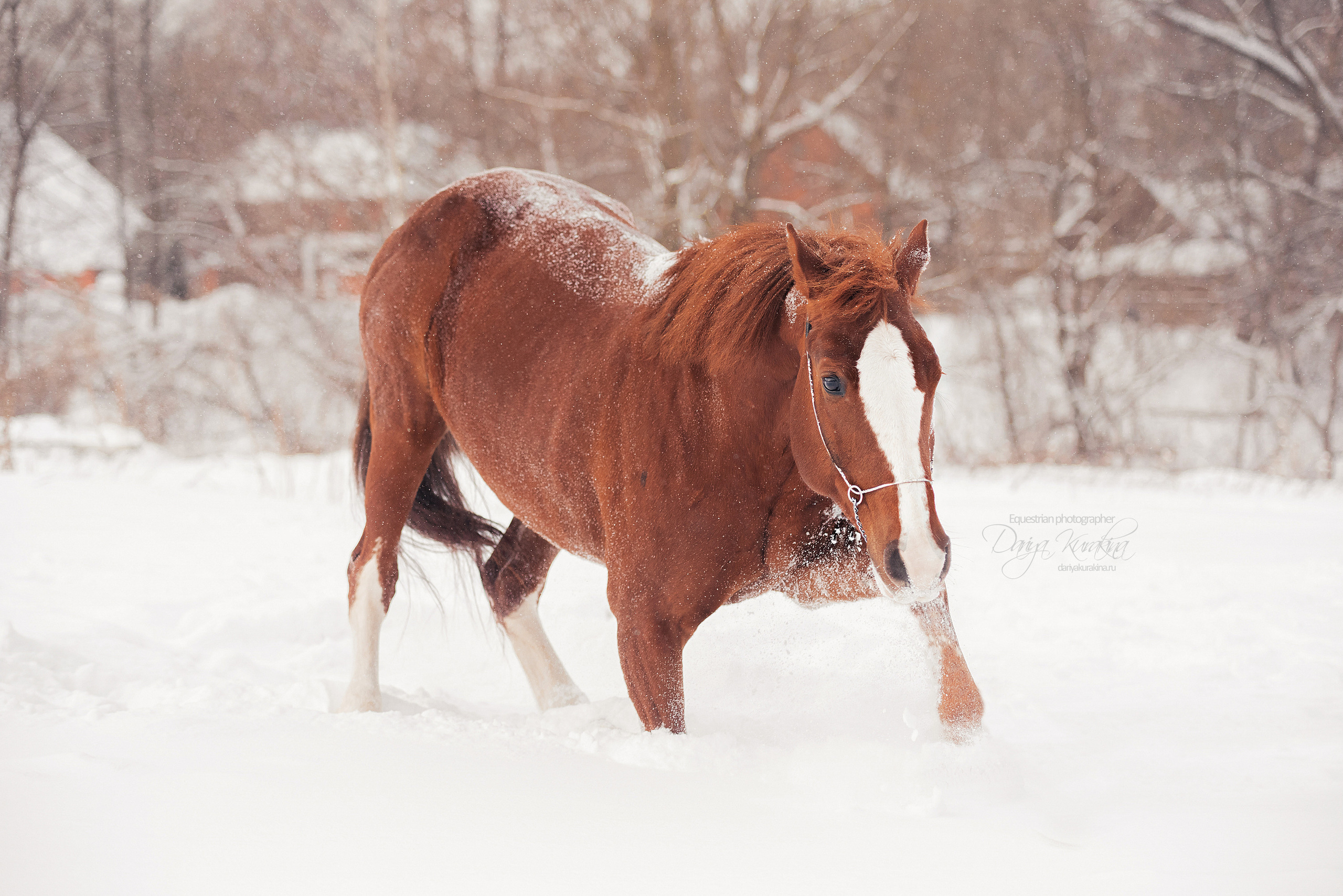 Атос. Конный фотограф Куракина Дарья • Фотосессии с лошадьми