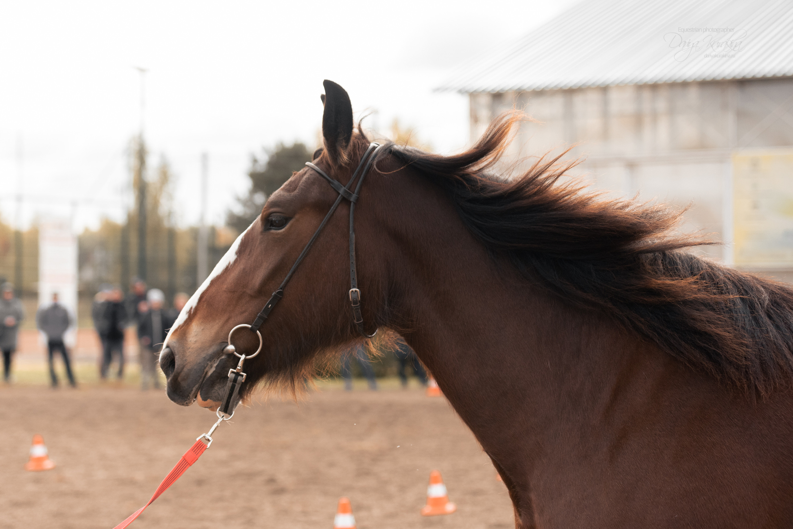 Богдарня. Конный фотограф Куракина Дарья • Фотосессии с лошадьми