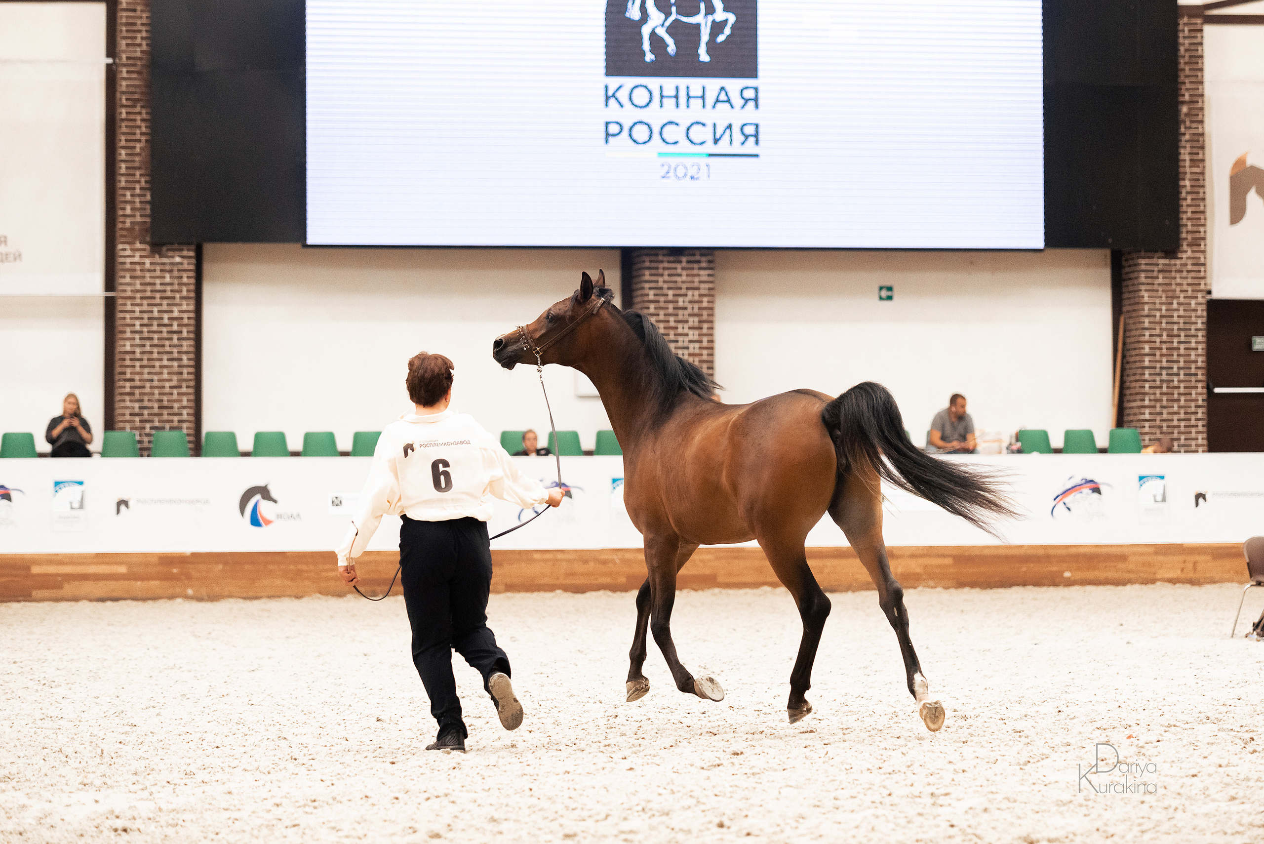 Конная Россия 2021. Конный фотограф Куракина Дарья • Фотосессии с лошадьми