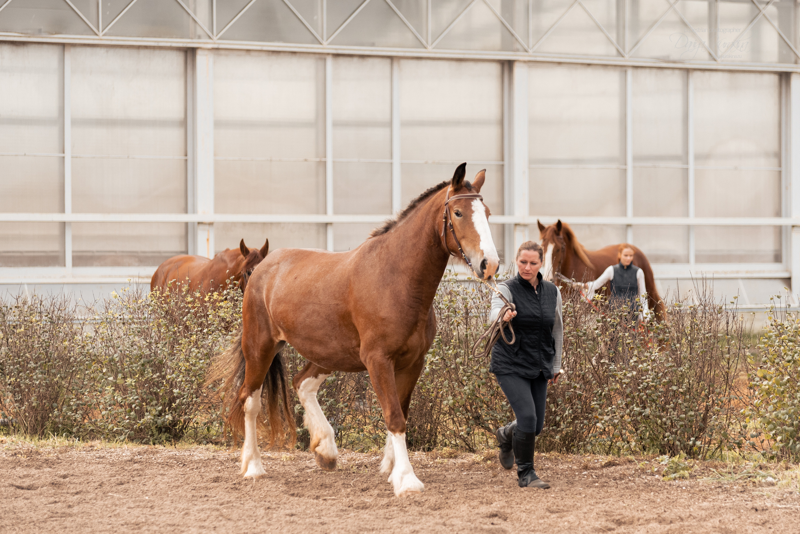 Богдарня. Конный фотограф Куракина Дарья • Фотосессии с лошадьми