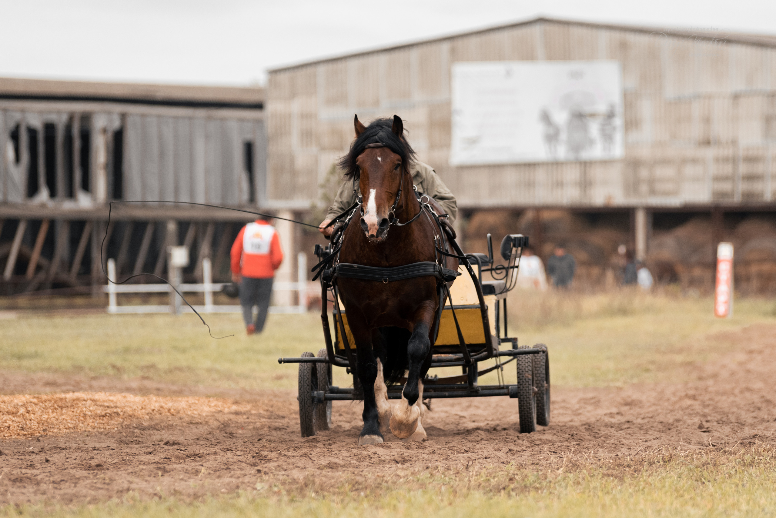 Богдарня. Конный фотограф Куракина Дарья • Фотосессии с лошадьми