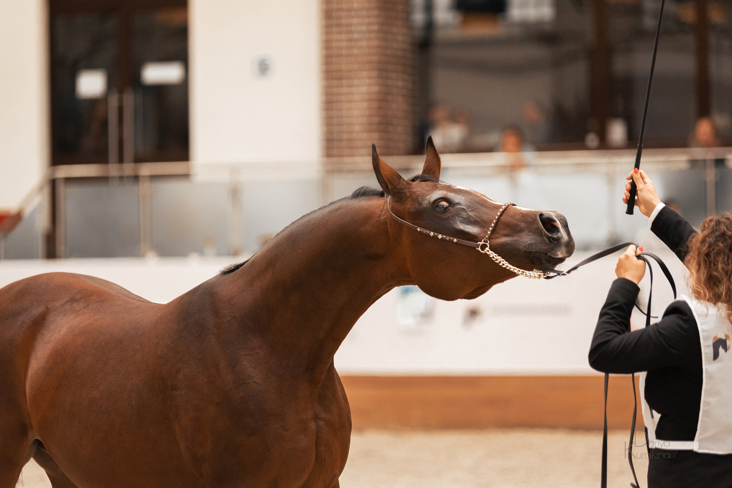 Конная Россия 2021. Конный фотограф Куракина Дарья • Фотосессии с лошадьми