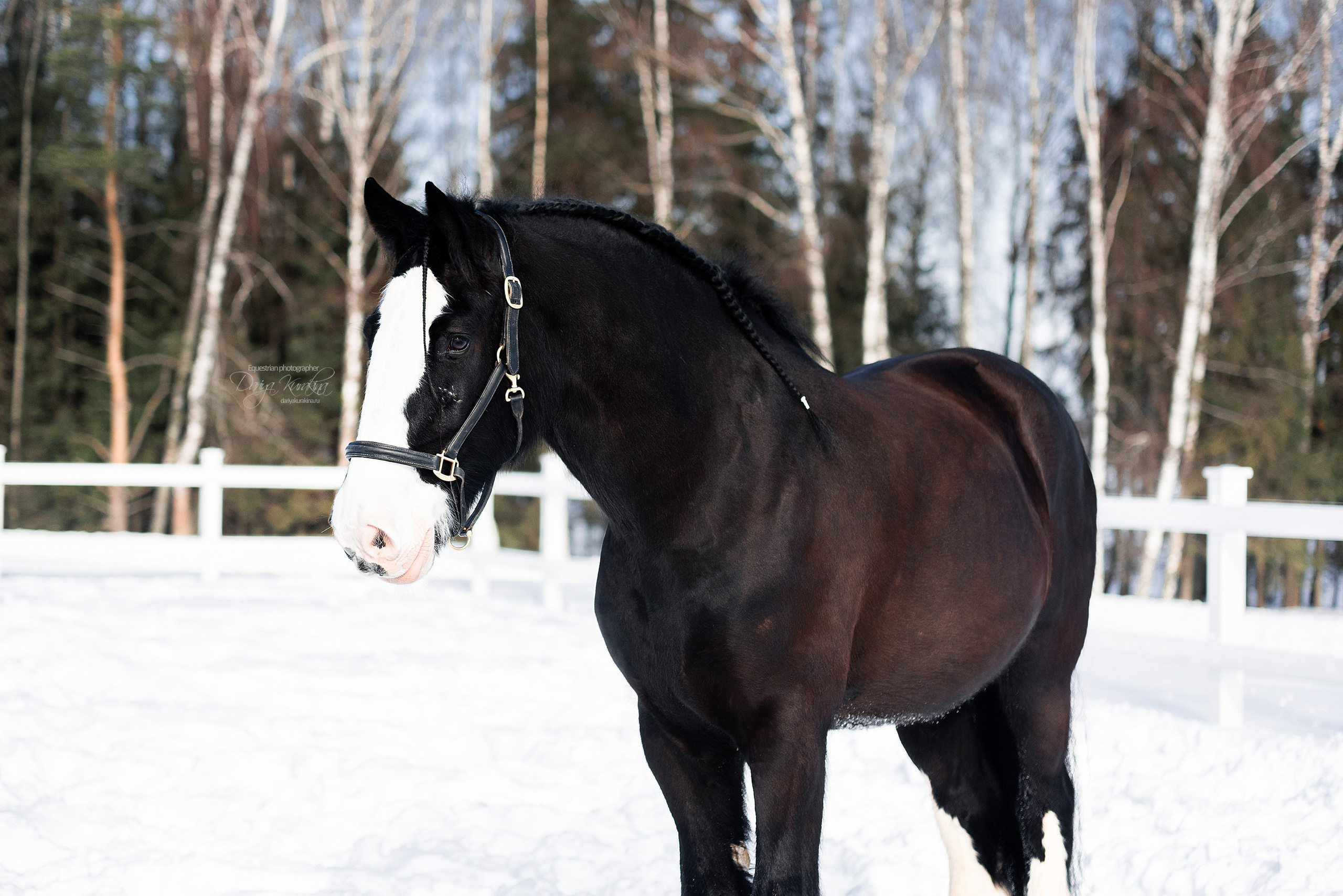 Лафарейдо. Конный фотограф Куракина Дарья • Фотосессии с лошадьми