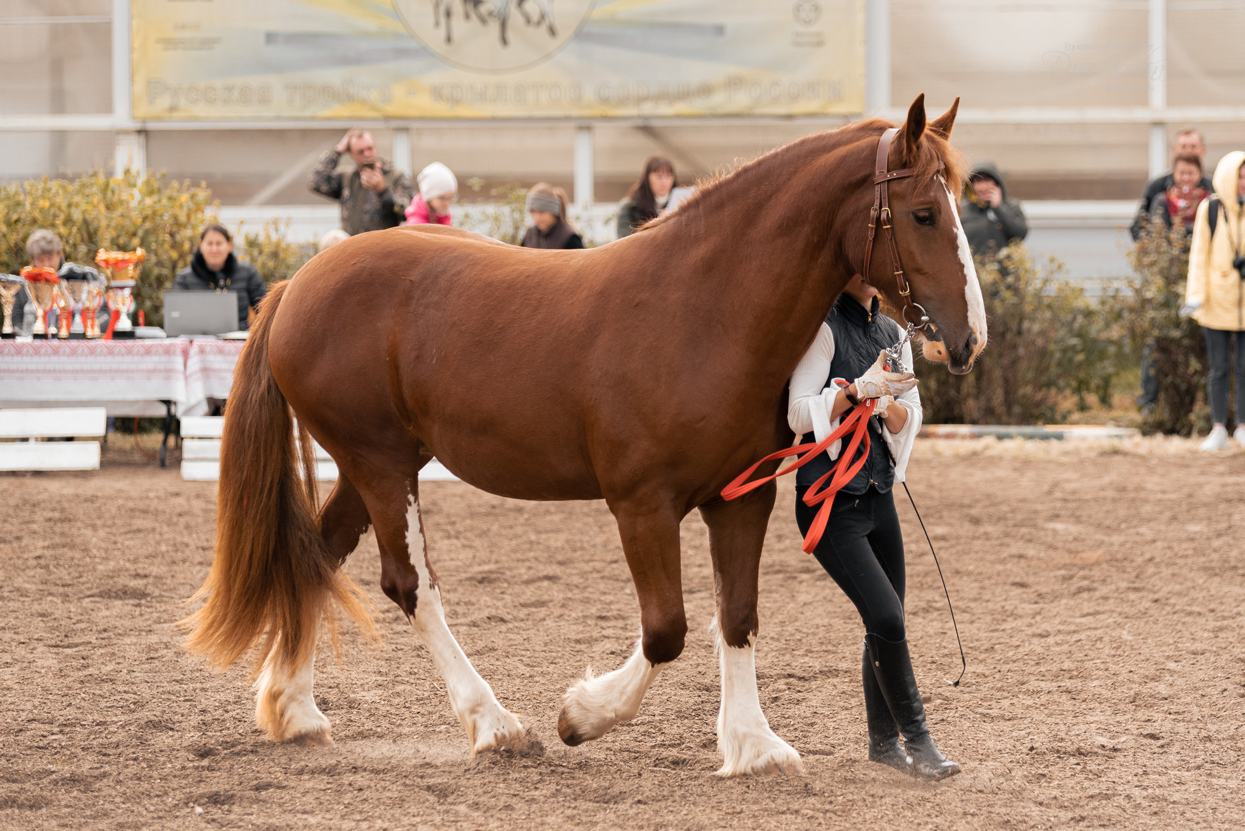Богдарня. Конный фотограф Куракина Дарья • Фотосессии с лошадьми